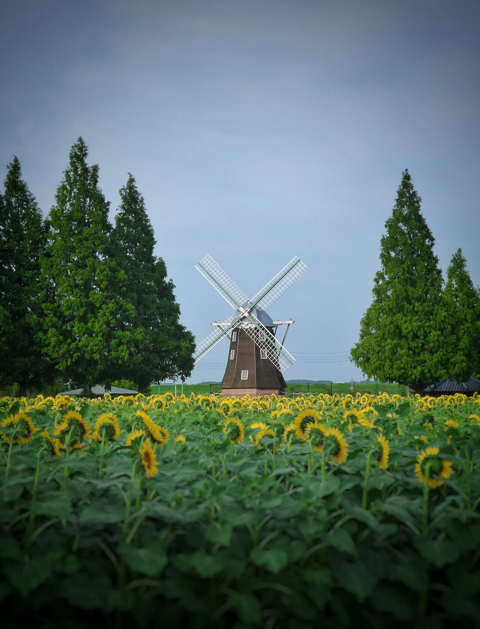 Free download high resolution image - free image free photo free stock image public domain picture -Sunflower field and windmill