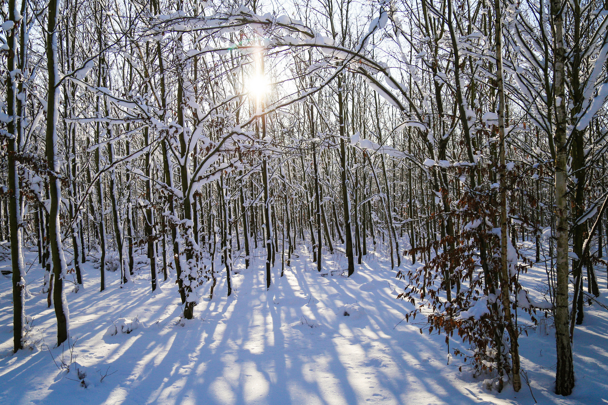 Free download high resolution image - free image free photo free stock image public domain picture -Snow forest trail with frozen trees covered hoarfrost