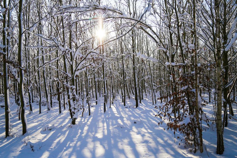 Free download high resolution image - free image free photo free stock image public domain picture  Snow forest trail with frozen trees covered hoarfrost