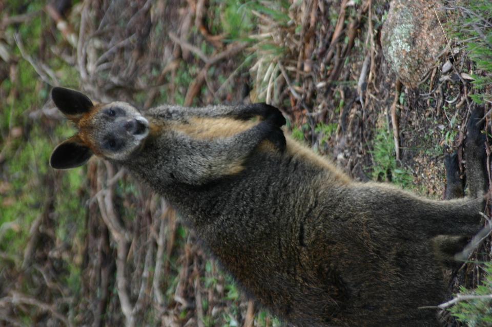 Free download high resolution image - free image free photo free stock image public domain picture  Wild Wallaby