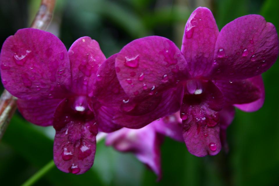 Free download high resolution image - free image free photo free stock image public domain picture  Pink Orchids