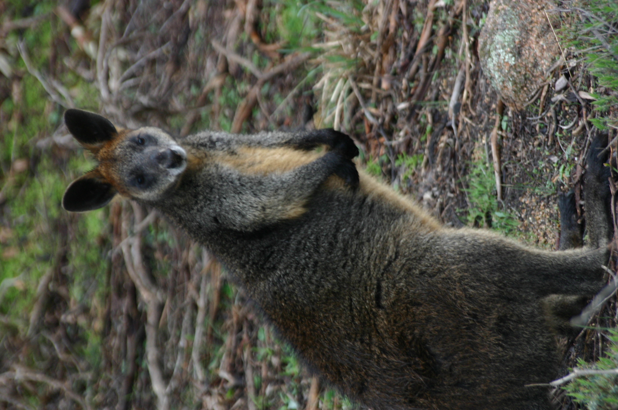 Free download high resolution image - free image free photo free stock image public domain picture -Wild Wallaby