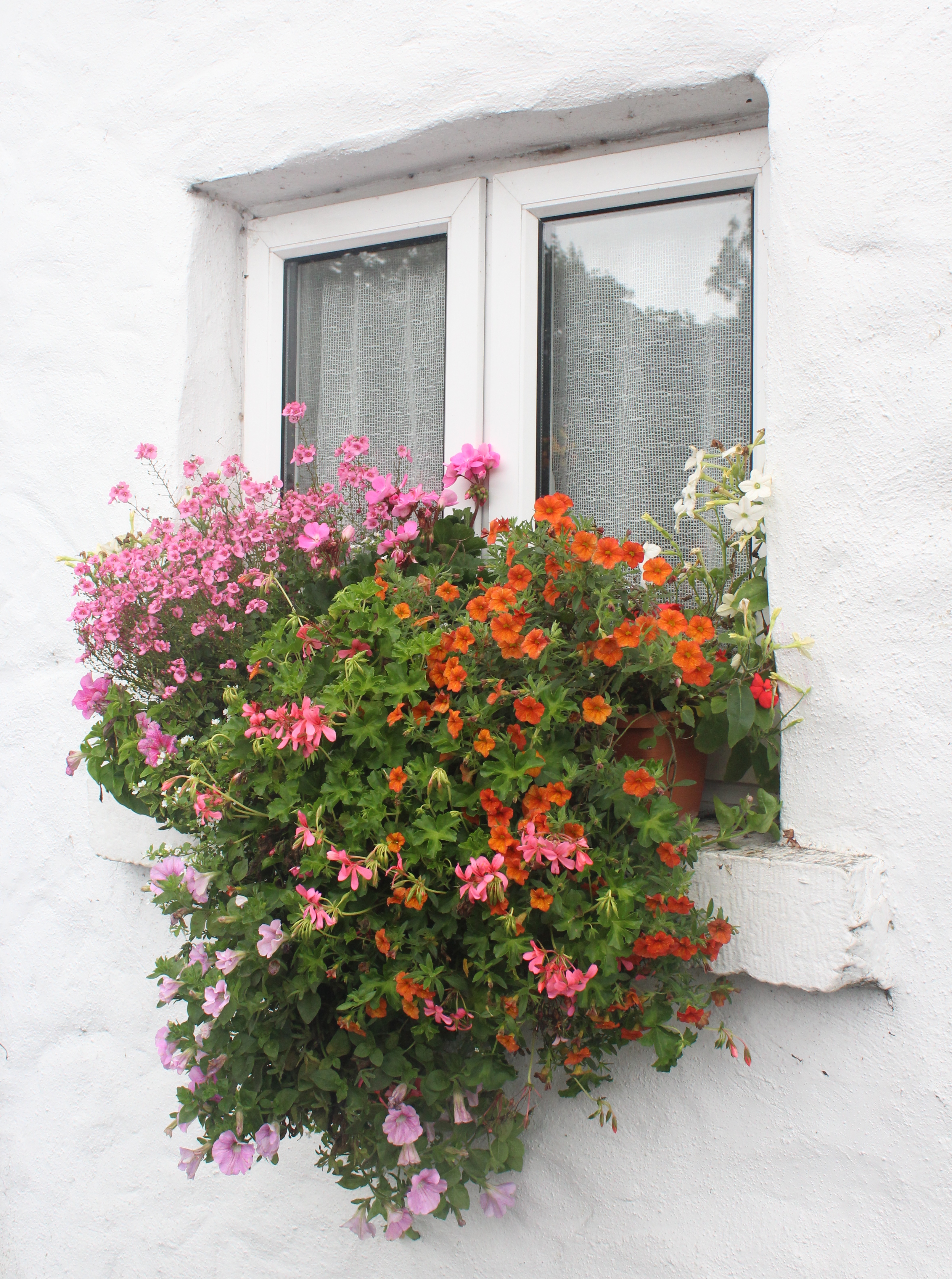 Free download high resolution image - free image free photo free stock image public domain picture -Cottage Ireland flowers