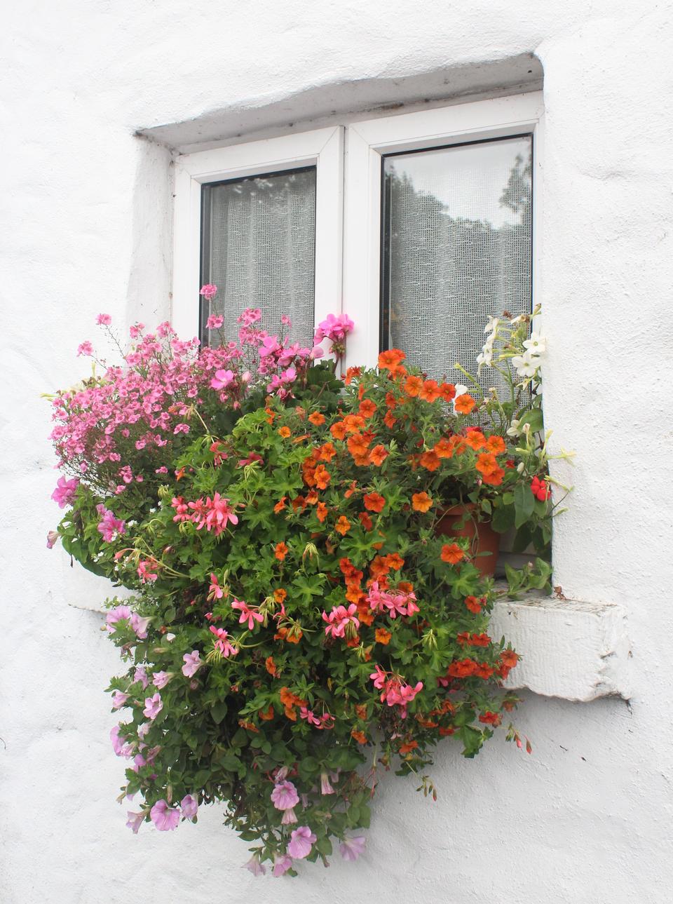 Free download high resolution image - free image free photo free stock image public domain picture  Cottage Ireland flowers