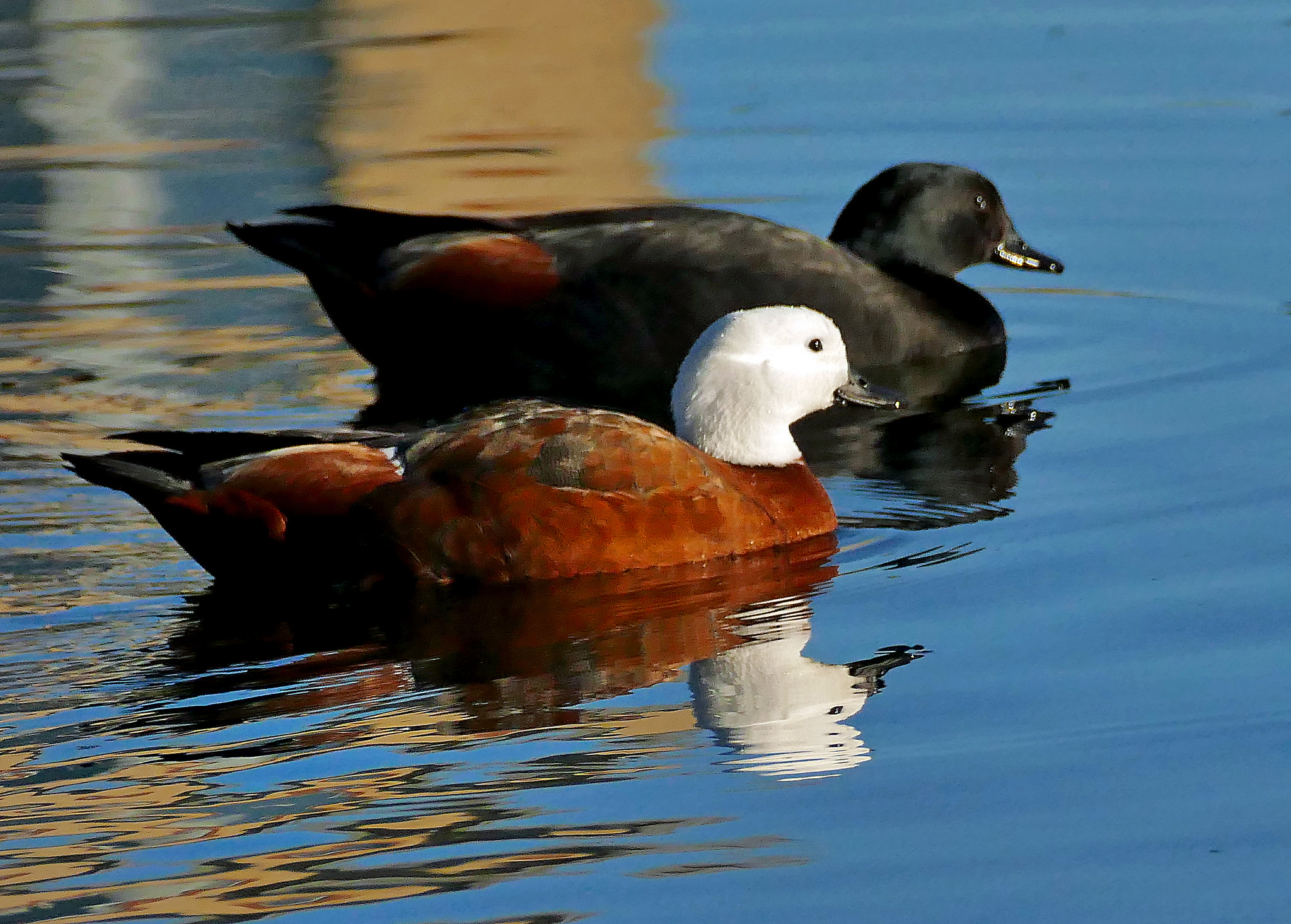 Free download high resolution image - free image free photo free stock image public domain picture -Paradise shelduck