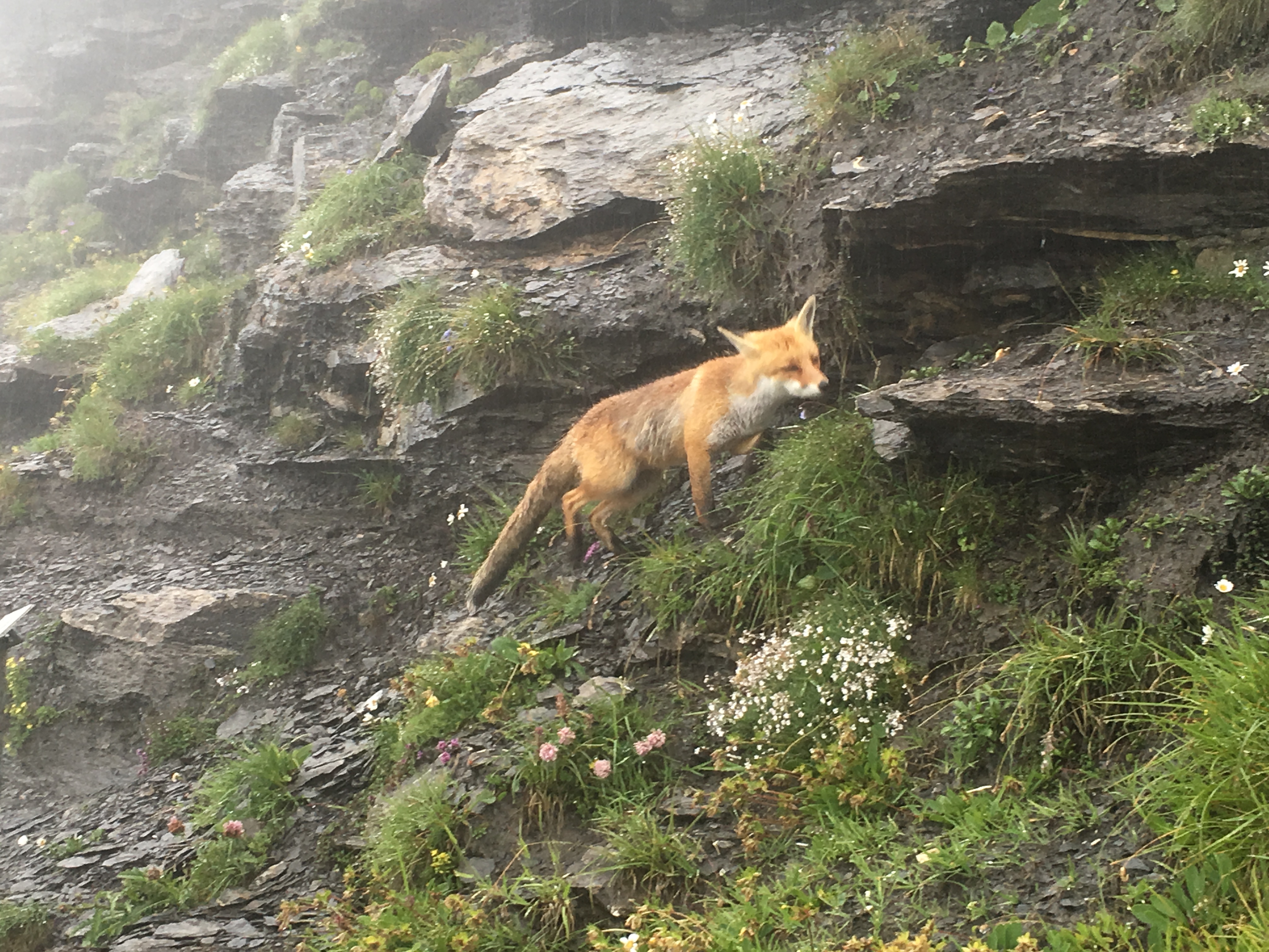 Free download high resolution image - free image free photo free stock image public domain picture -Wild Fox in Harder Kulm Interlaken Switzerland