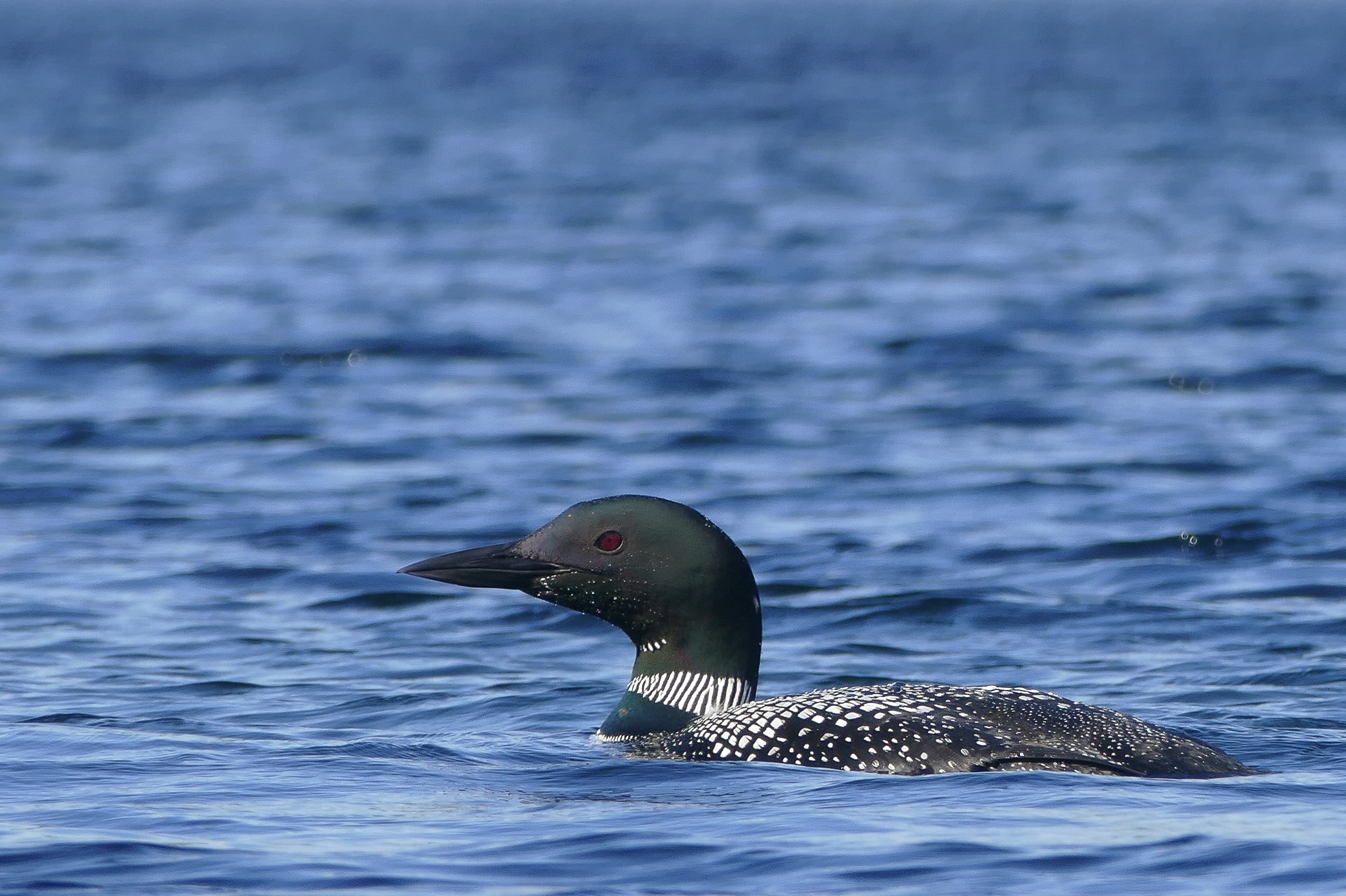 Free download high resolution image - free image free photo free stock image public domain picture -a Common Loon swimming in the water.