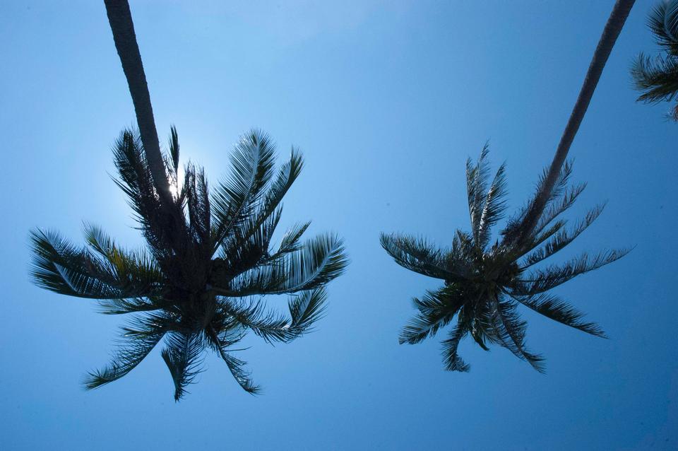 Free download high resolution image - free image free photo free stock image public domain picture  Palm Trees