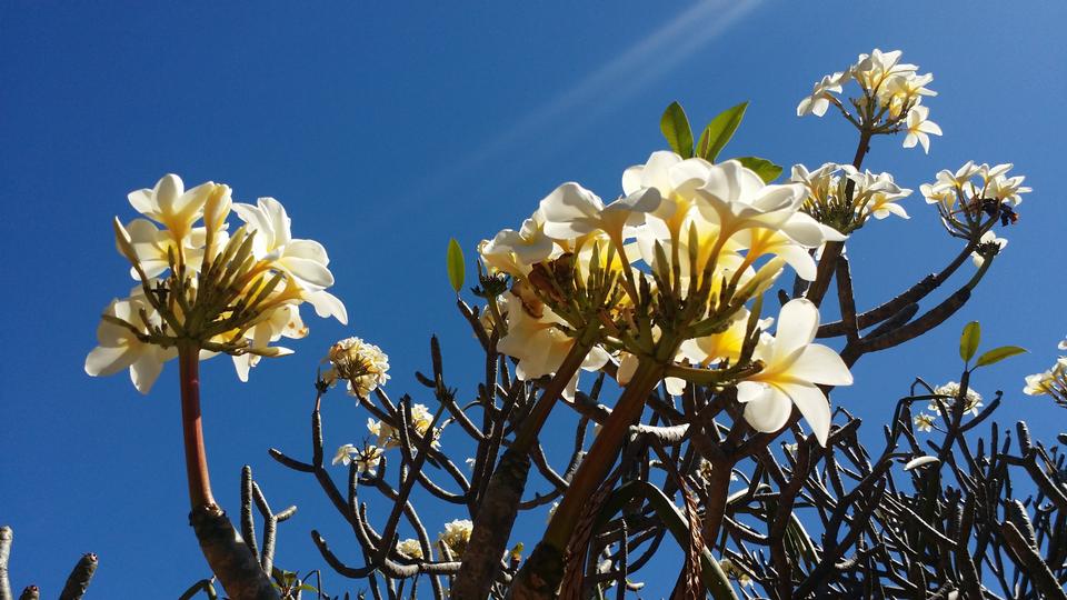 Free download high resolution image - free image free photo free stock image public domain picture  wildflower in Oahu island Hawaii