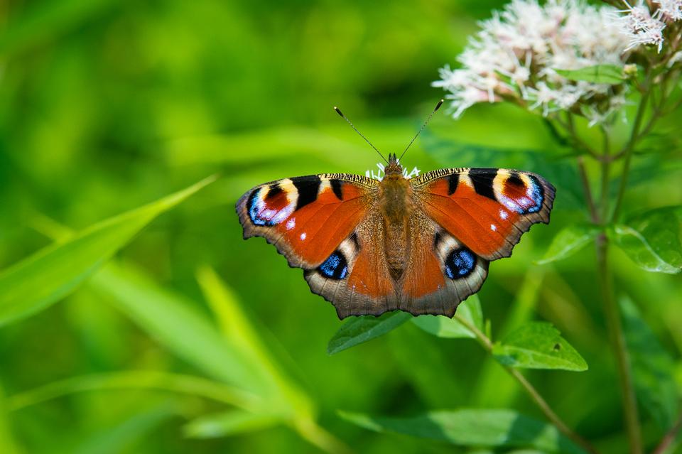 Free download high resolution image - free image free photo free stock image public domain picture  European peacock butterly