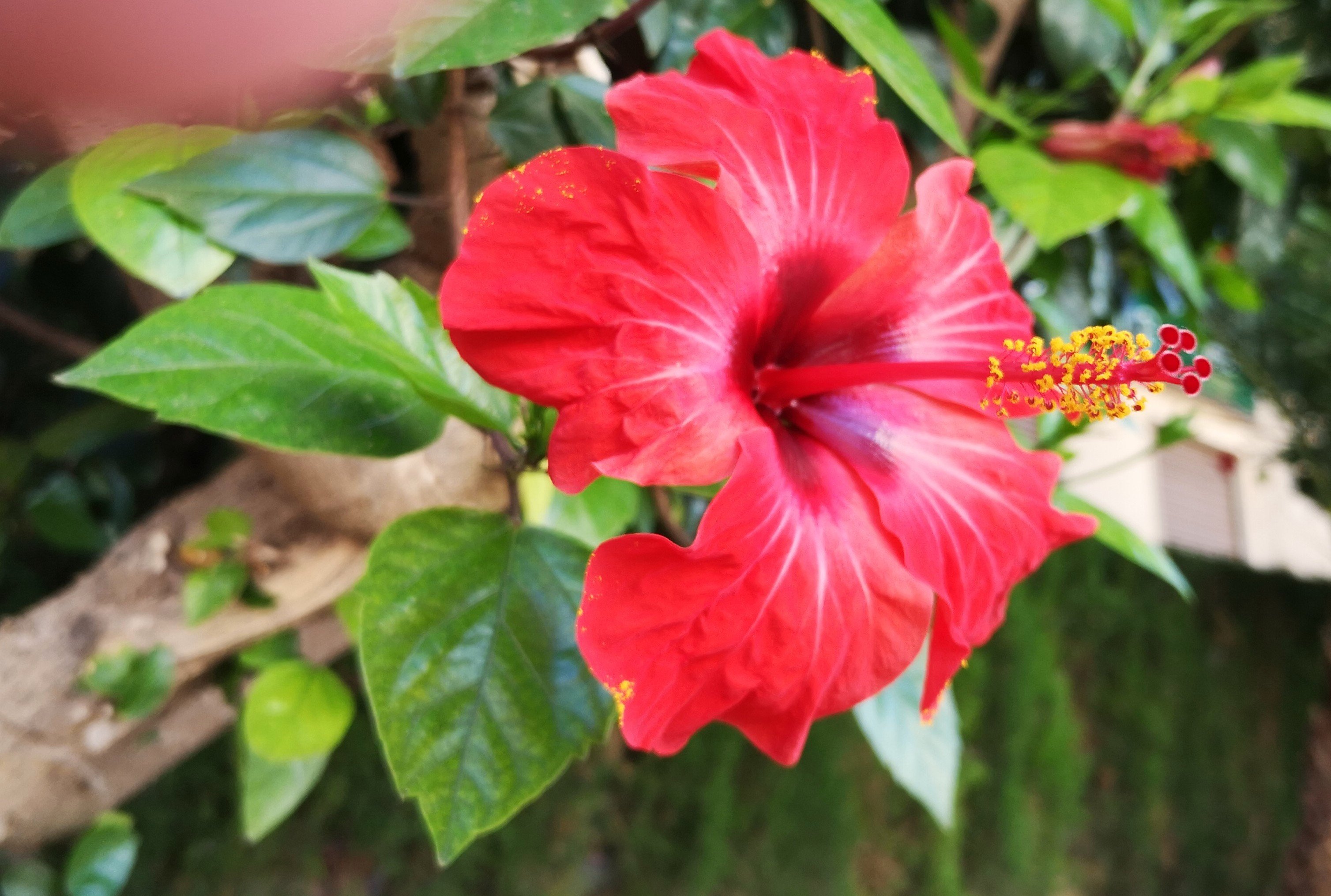 Free download high resolution image - free image free photo free stock image public domain picture -Bright red flower of hibiscus