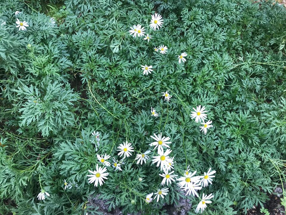 Free download high resolution image - free image free photo free stock image public domain picture  White Daisy flowers at Botanic Garden