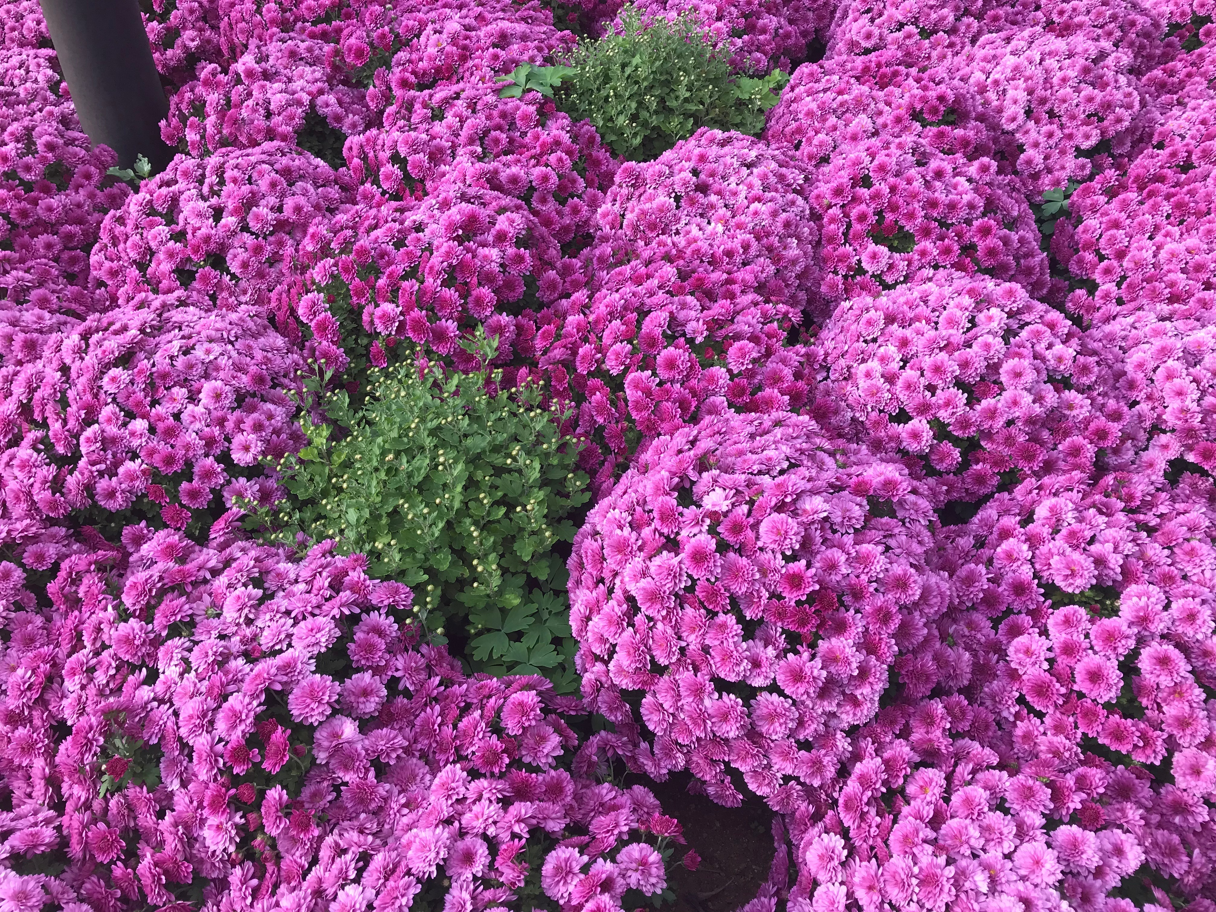 Free download high resolution image - free image free photo free stock image public domain picture -Pink Chrysanthemums flowers at Botanic Garden