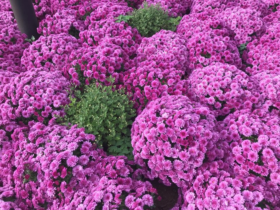 Free download high resolution image - free image free photo free stock image public domain picture  Pink Chrysanthemums flowers at Botanic Garden