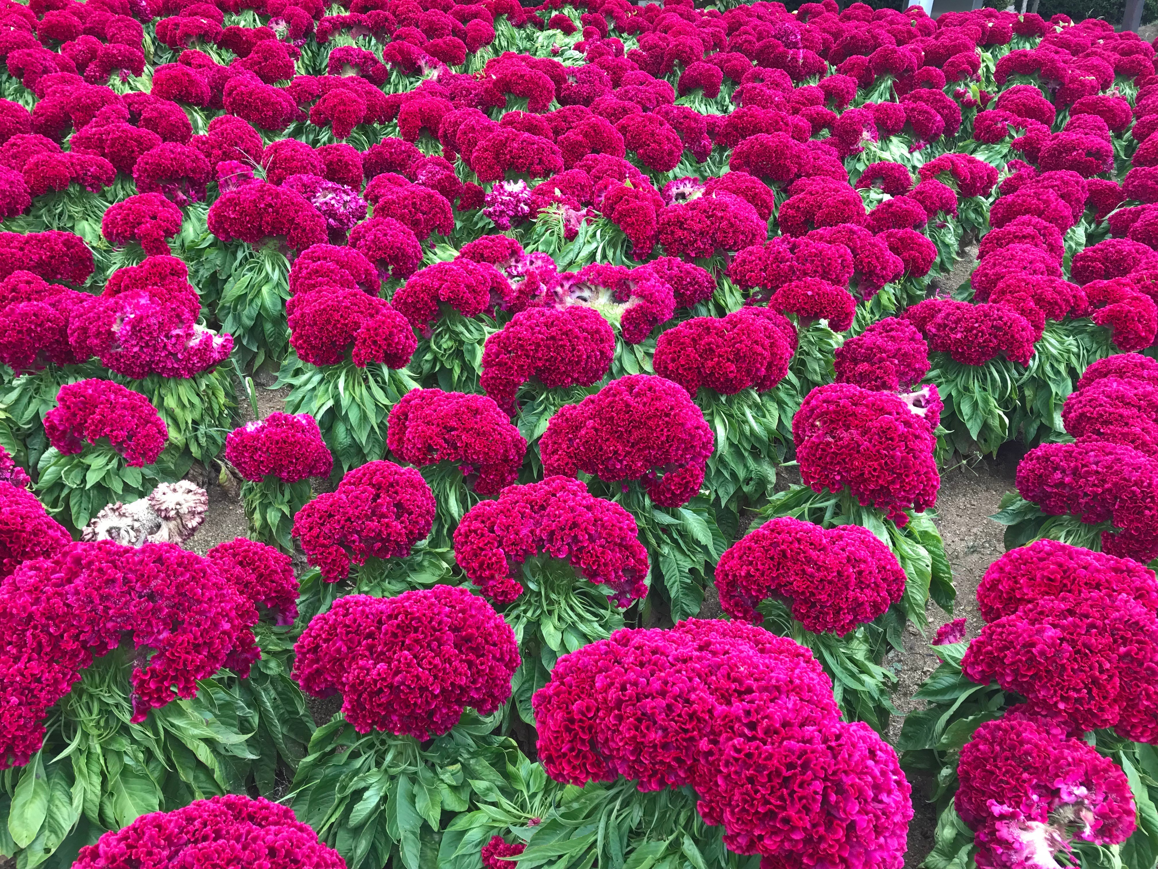 Free download high resolution image - free image free photo free stock image public domain picture -Red Chrysanthemums flowers at Botanic Garden