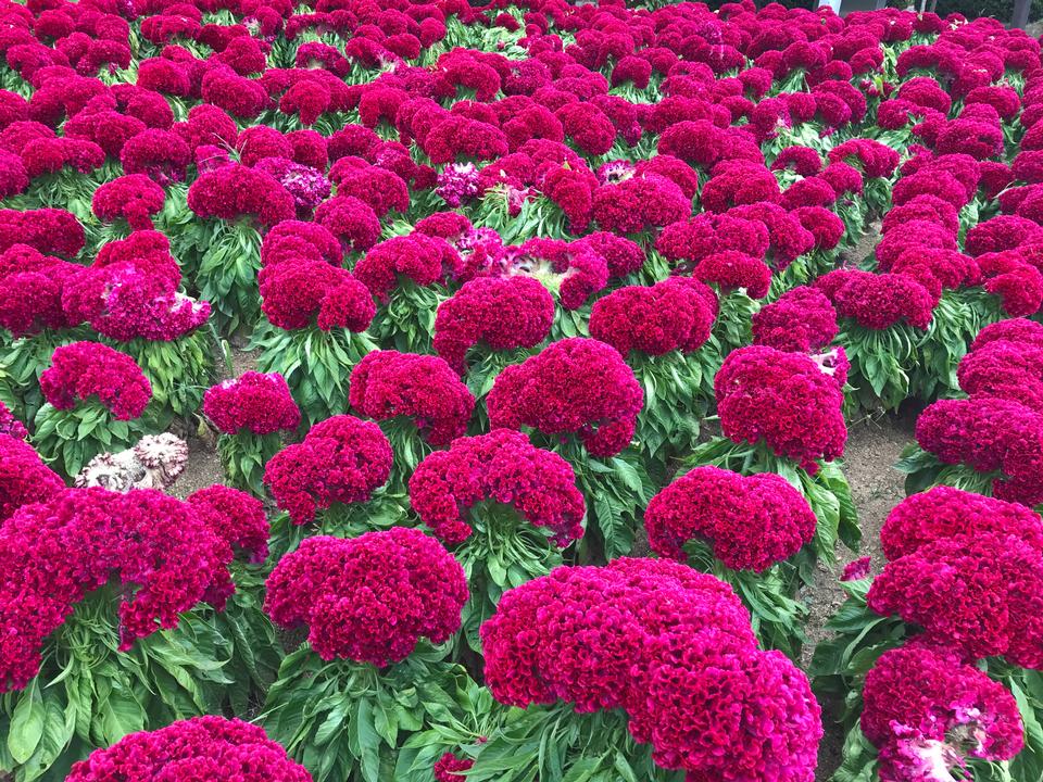 Free download high resolution image - free image free photo free stock image public domain picture  Red Chrysanthemums flowers at Botanic Garden