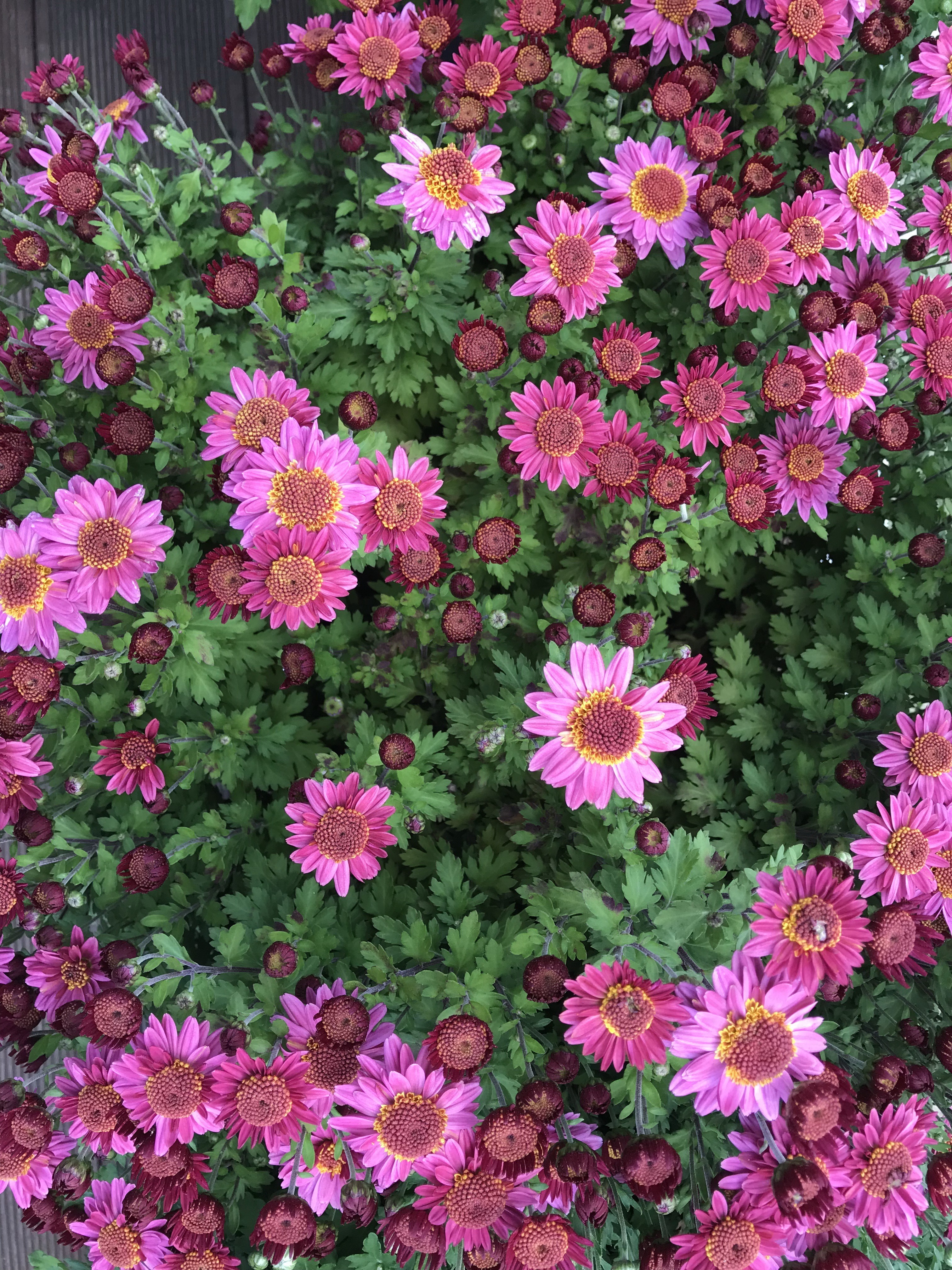 Free download high resolution image - free image free photo free stock image public domain picture -Chrysanthemums flowers at Botanic Garden