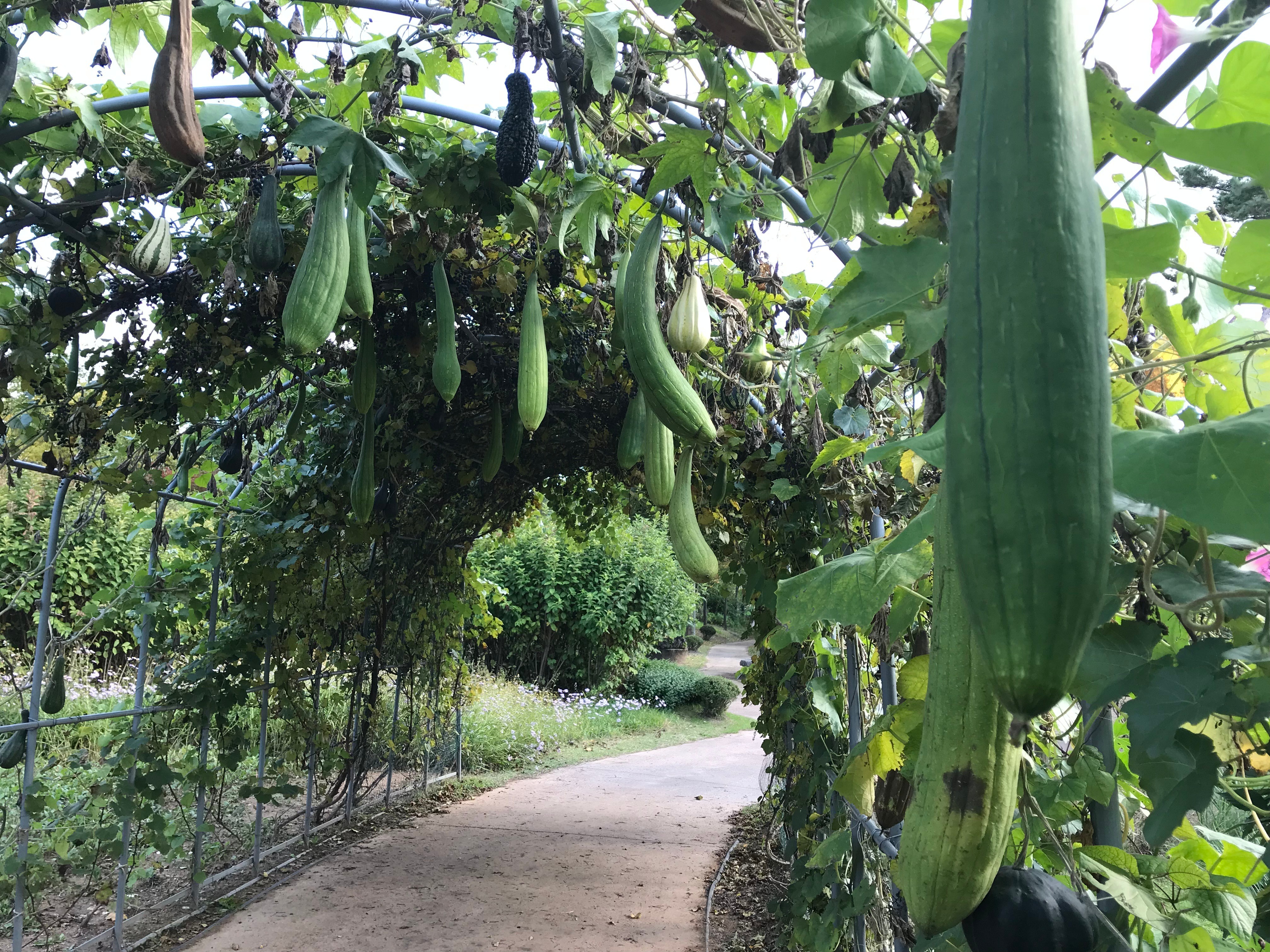 Free download high resolution image - free image free photo free stock image public domain picture -Green Plants at Botanic Garden