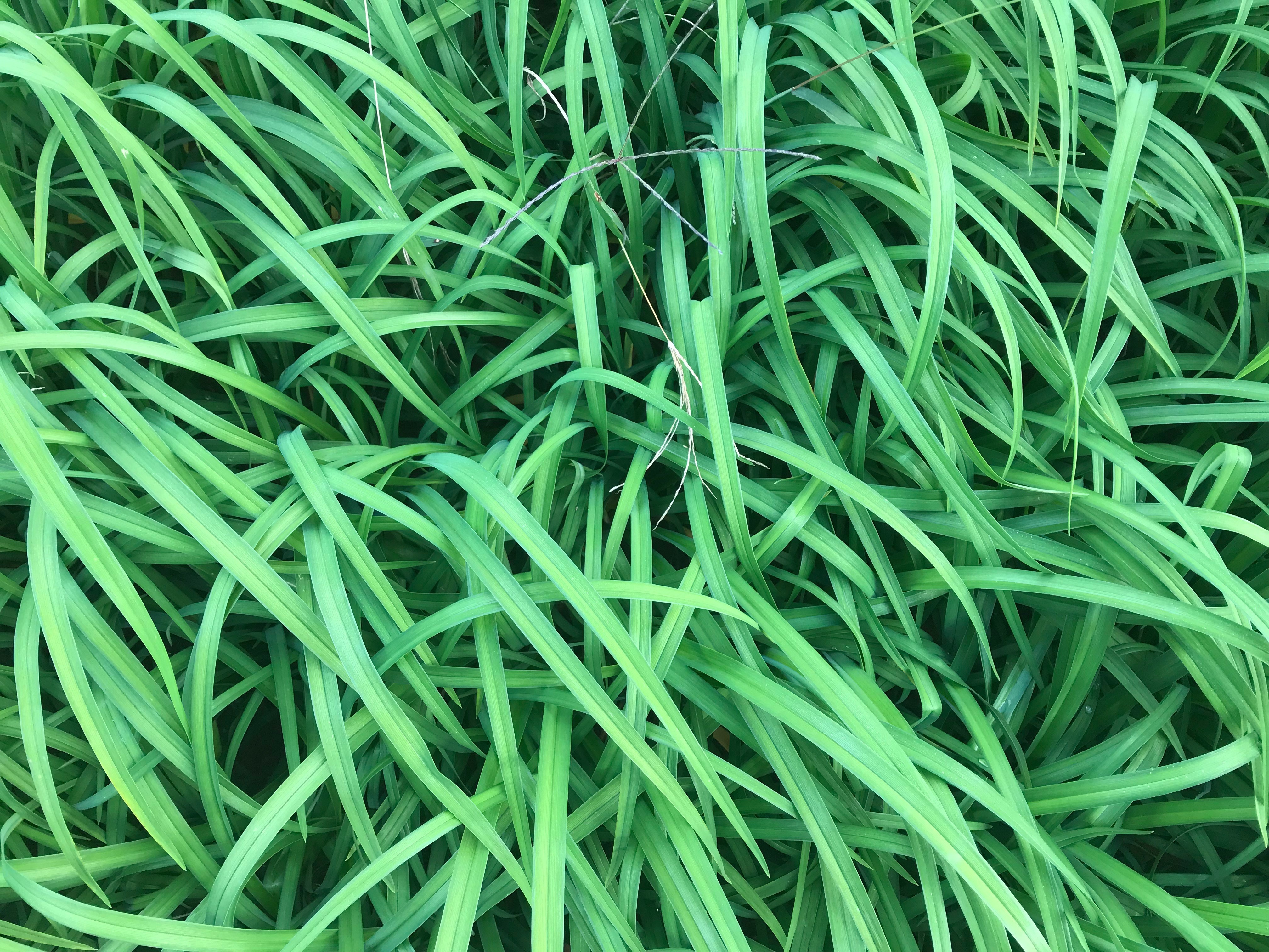 Free download high resolution image - free image free photo free stock image public domain picture -Green Plants at Botanic Garden