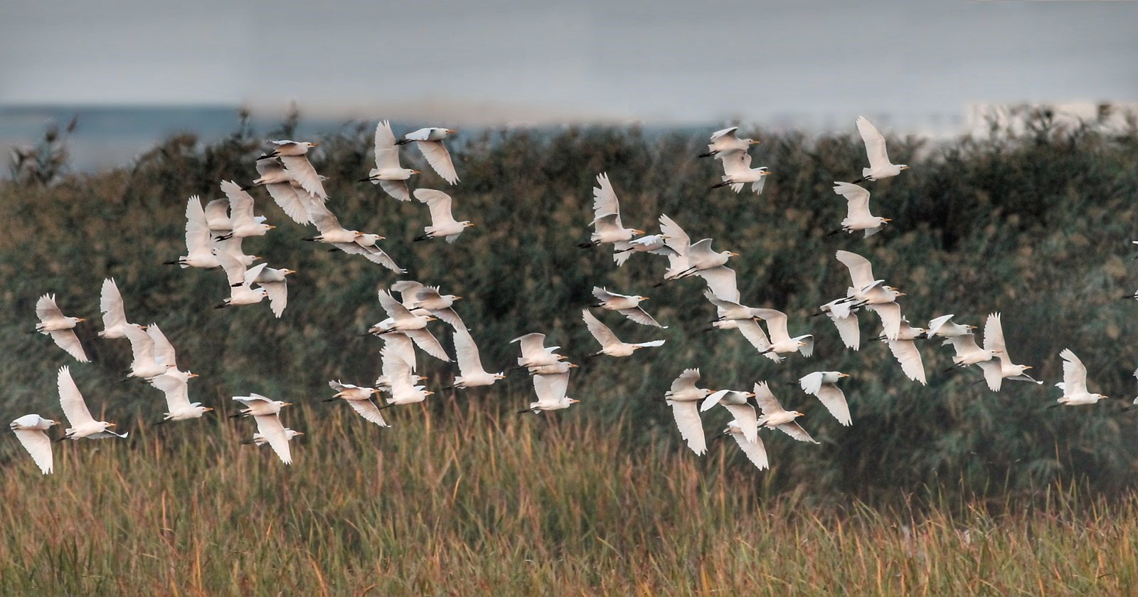 Free download high resolution image - free image free photo free stock image public domain picture -Cattle Egrets Flying in Formation