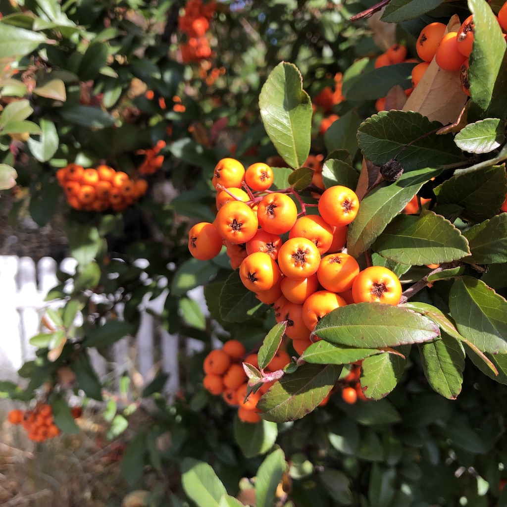 Free download high resolution image - free image free photo free stock image public domain picture -nature's fruit