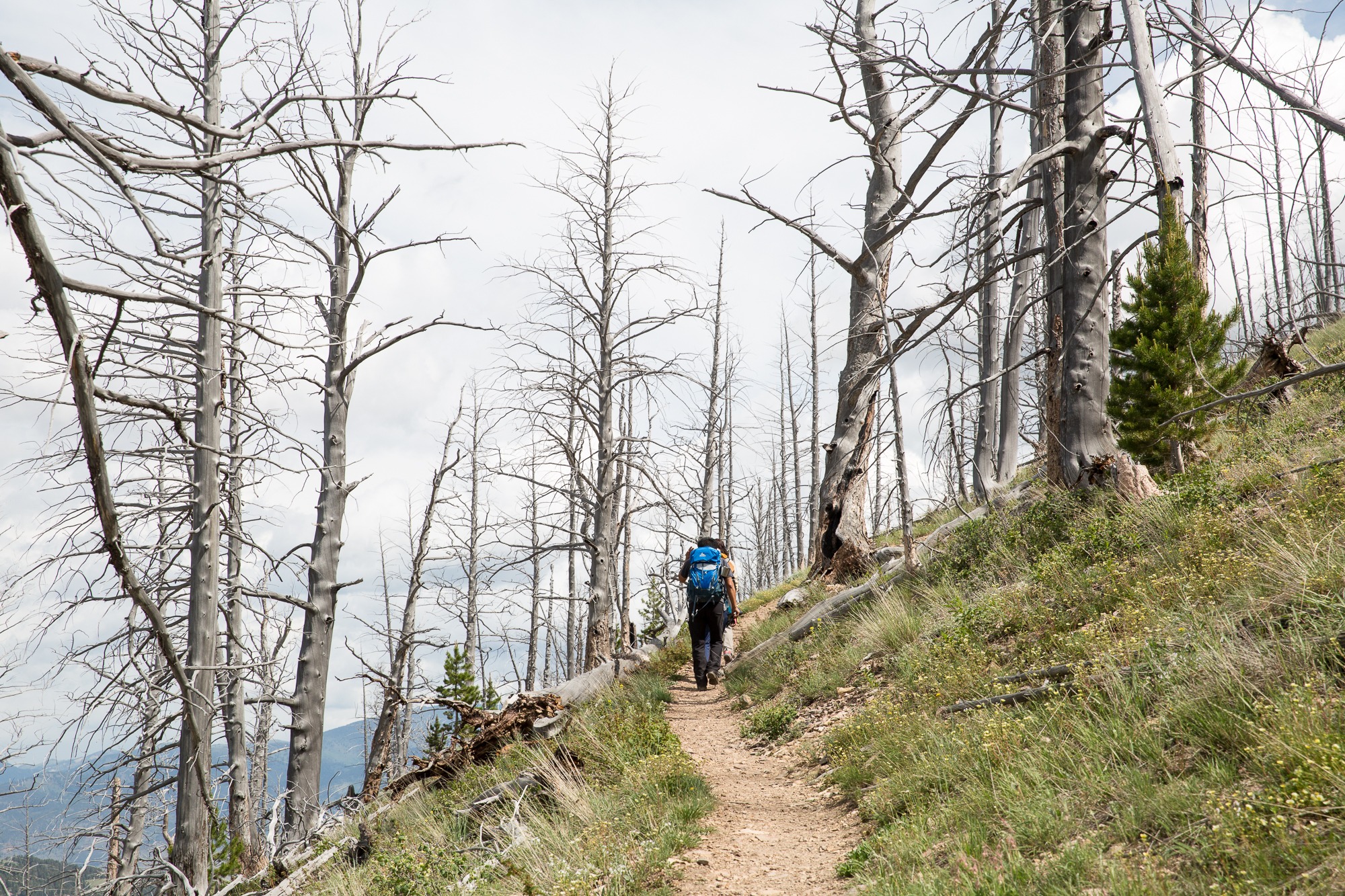 Free download high resolution image - free image free photo free stock image public domain picture -Hikers in Bunsen Peak Trail. Yellowstone national park