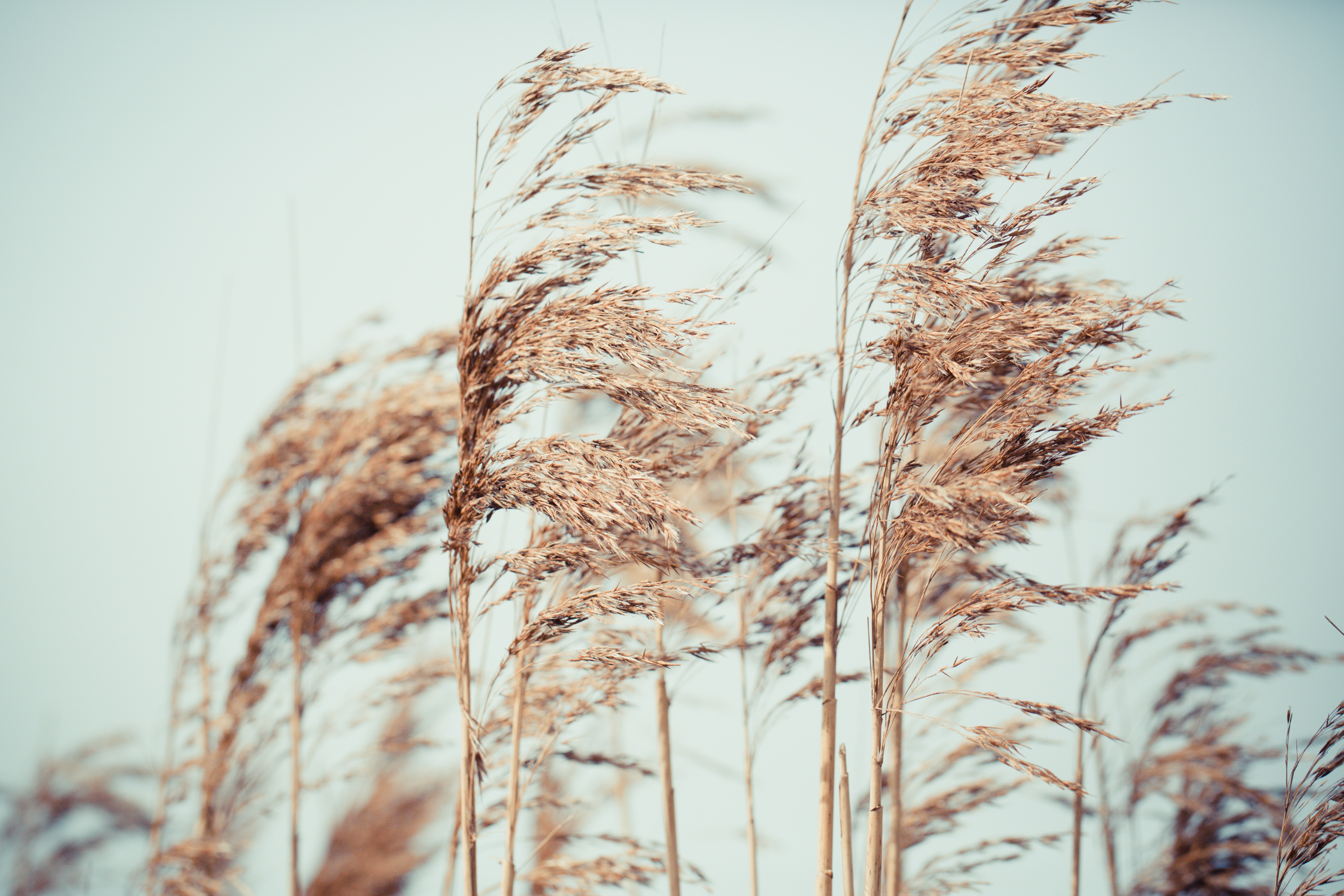 Free download high resolution image - free image free photo free stock image public domain picture -close up of pink reeds grass