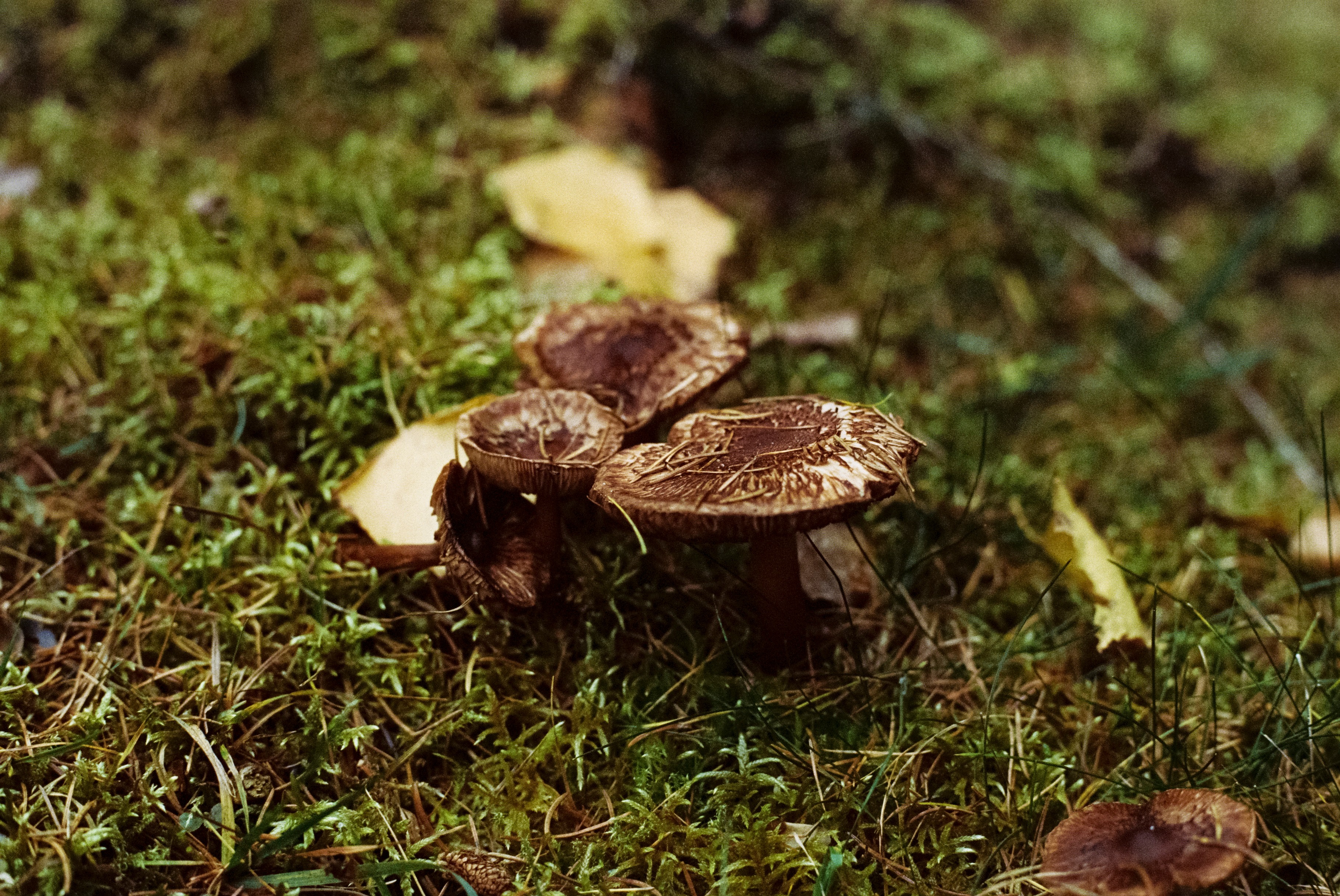 Free download high resolution image - free image free photo free stock image public domain picture -Mushrooms in the forest wilderness