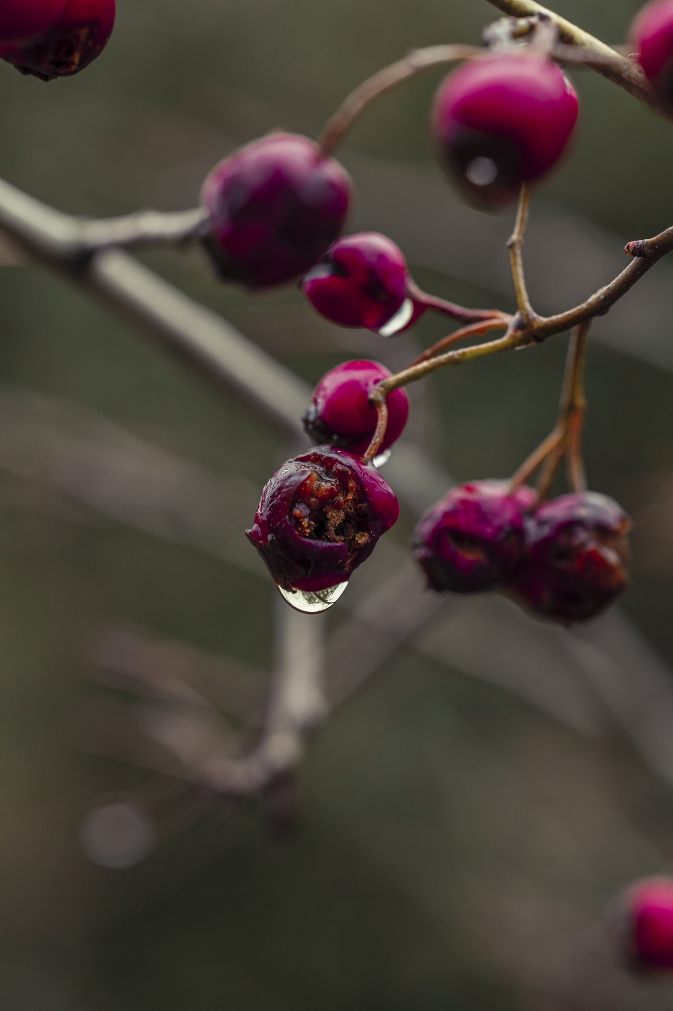 Free download high resolution image - free image free photo free stock image public domain picture -Waterdrop on the wild flower