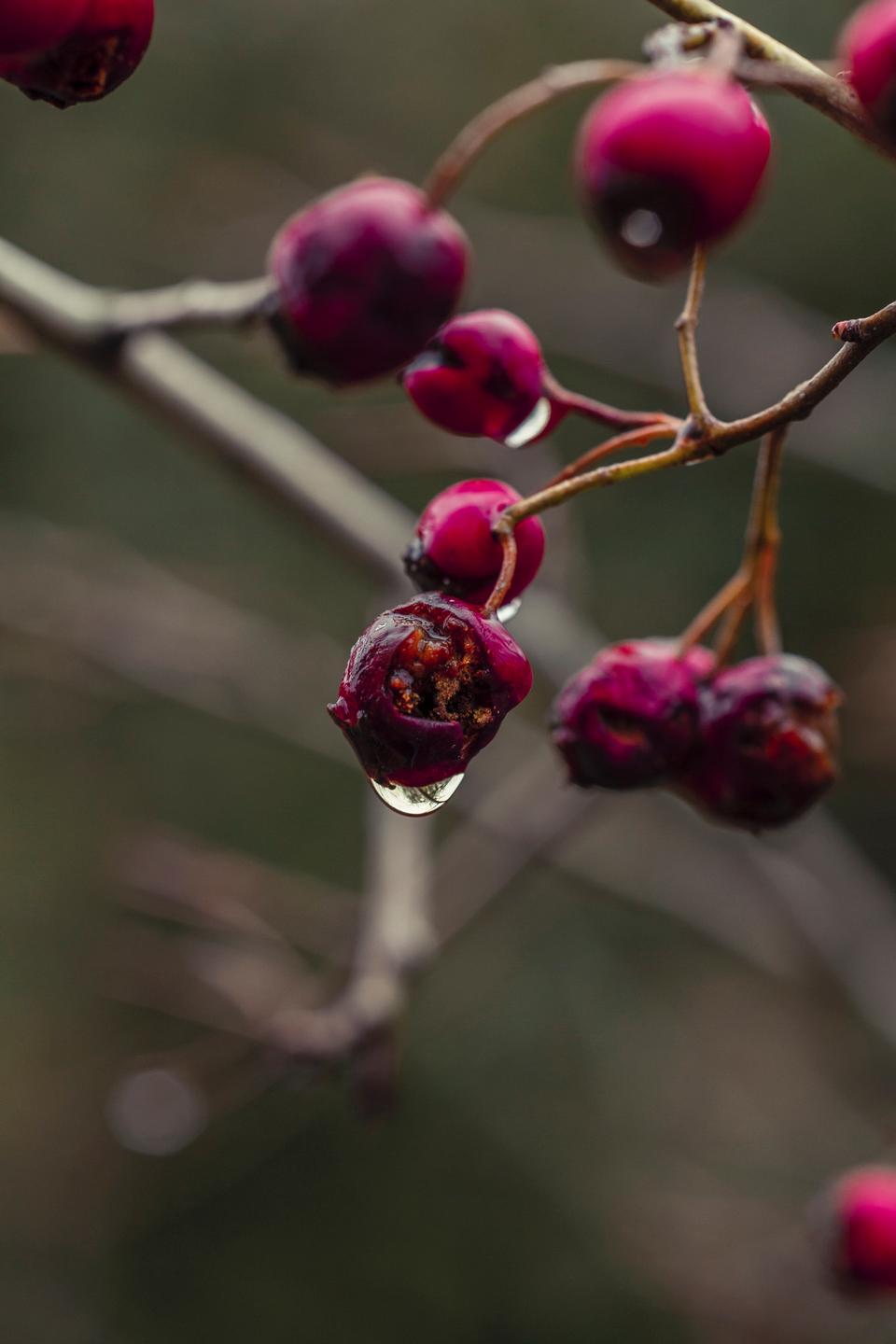 Free download high resolution image - free image free photo free stock image public domain picture  Waterdrop on the wild flower