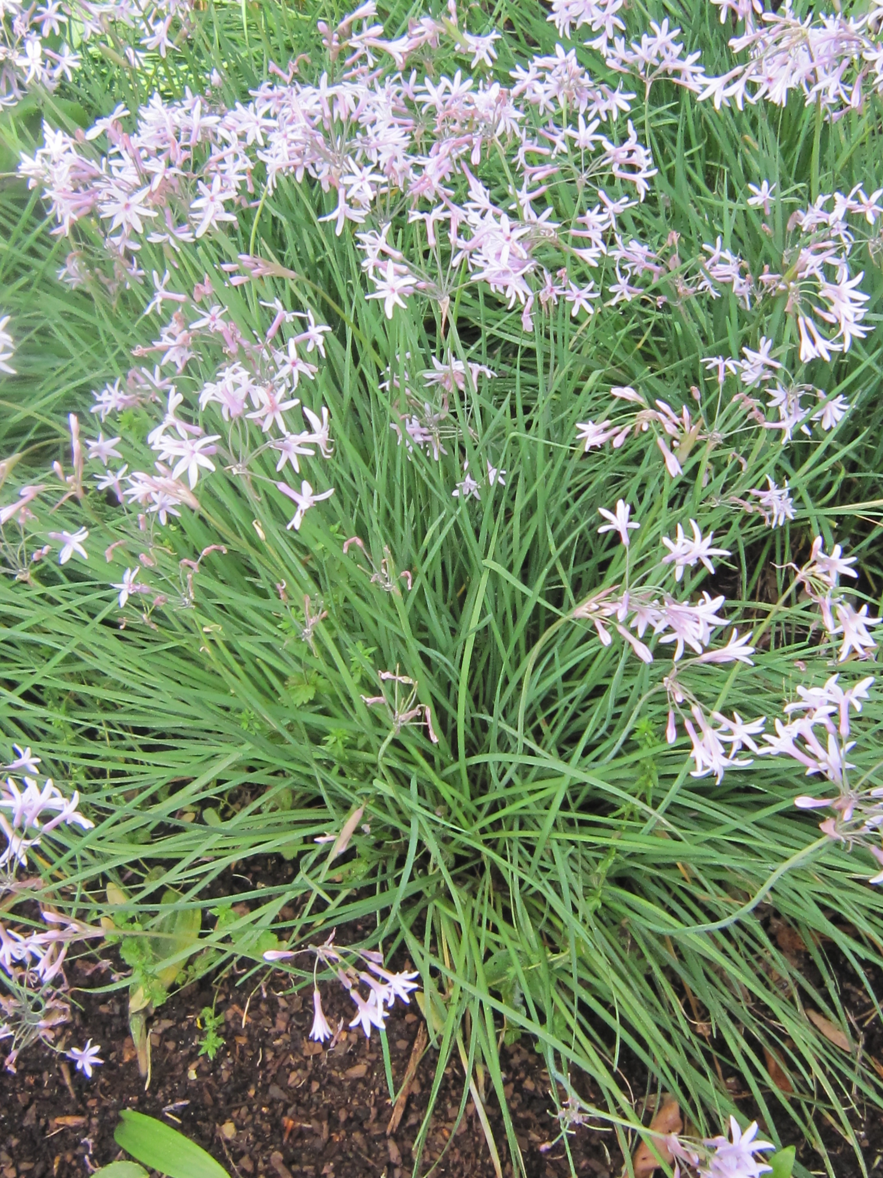 Free download high resolution image - free image free photo free stock image public domain picture -flowers,star,white,