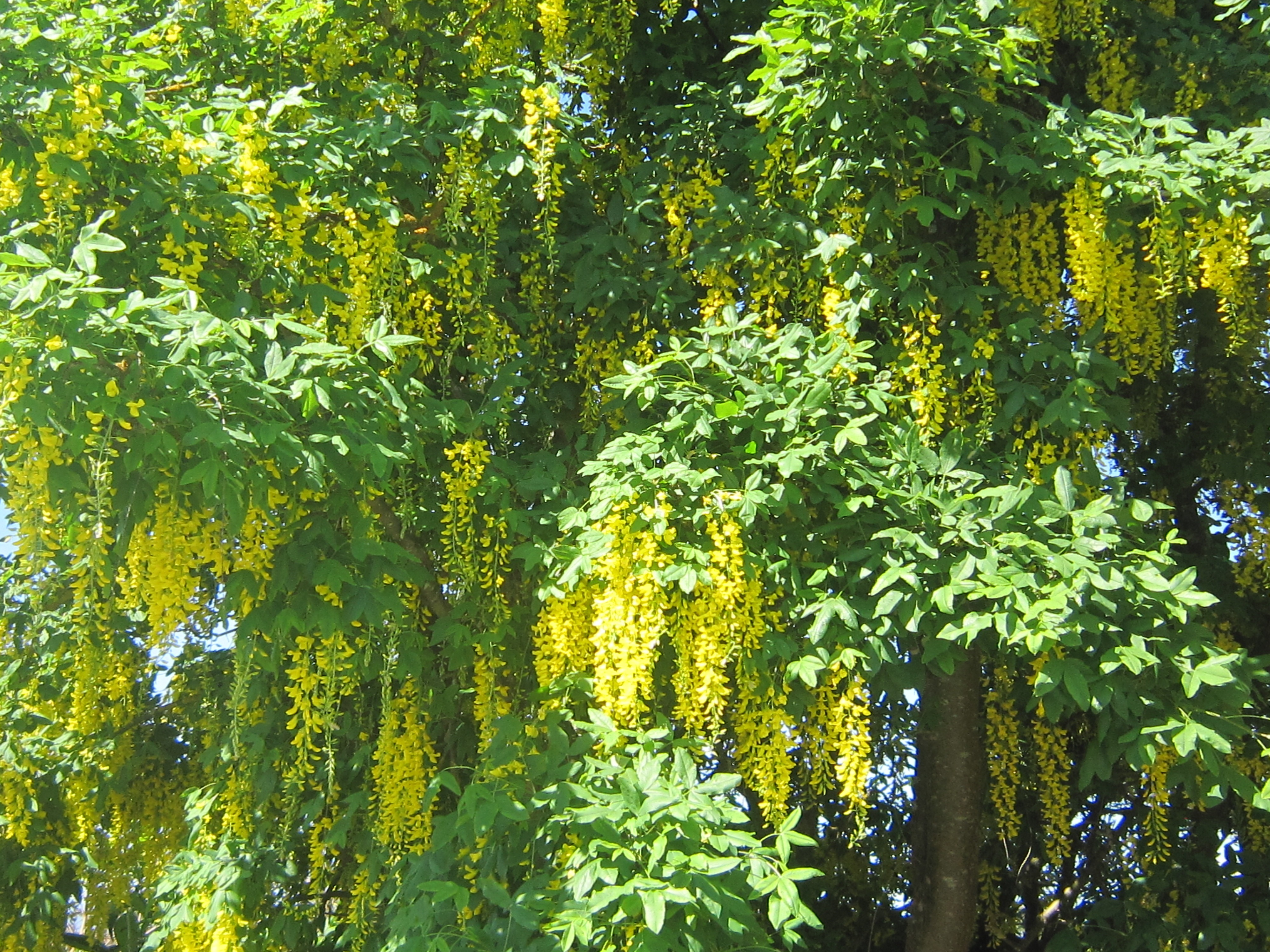 Free download high resolution image - free image free photo free stock image public domain picture -flowers,tree,yellow,weeping