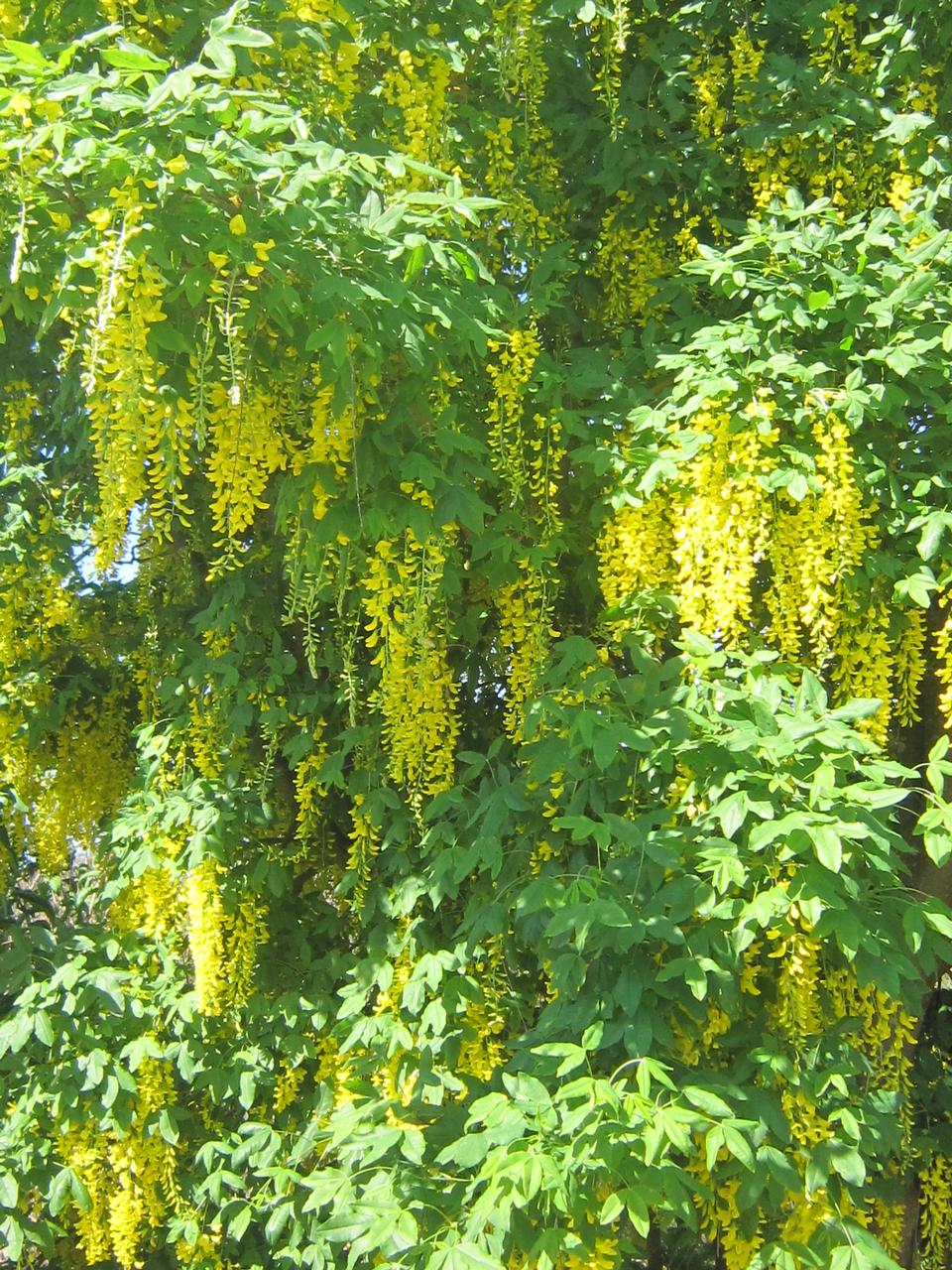 Free download high resolution image - free image free photo free stock image public domain picture  flowers,tree,yellow,weeping