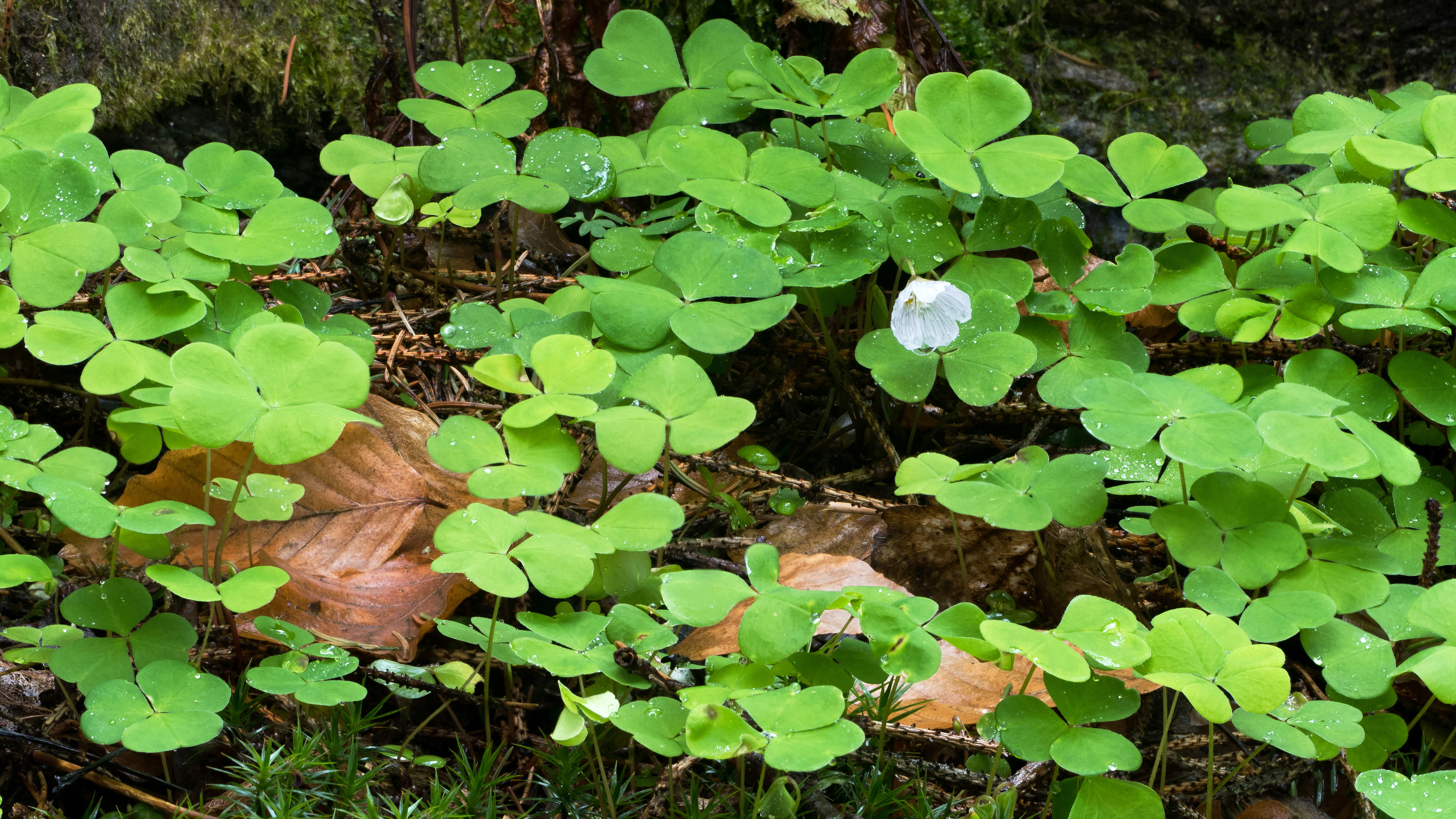 Free download high resolution image - free image free photo free stock image public domain picture -Óxalis in forest after rain