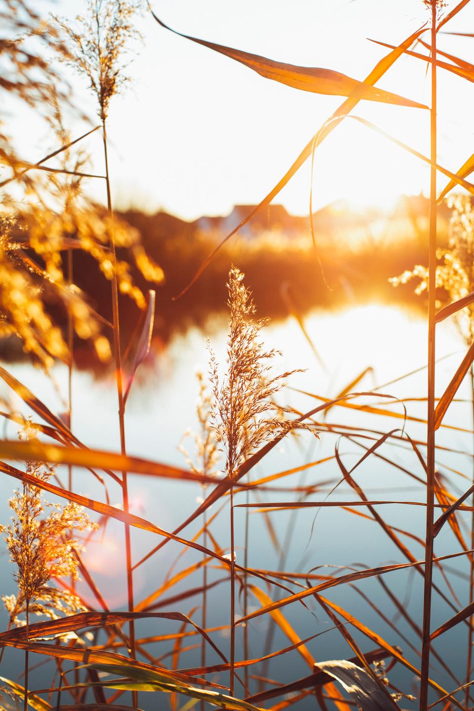 Free download high resolution image - free image free photo free stock image public domain picture  Reeds below cold sun on sea shore. Autumnal morning in bay