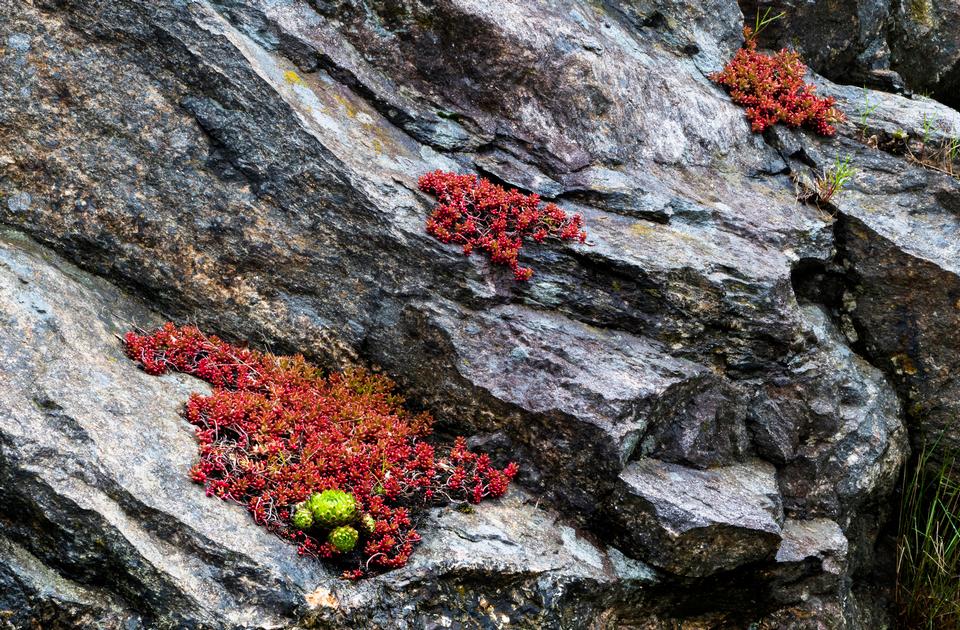 Free download high resolution image - free image free photo free stock image public domain picture  A granite cliff with common houseleek