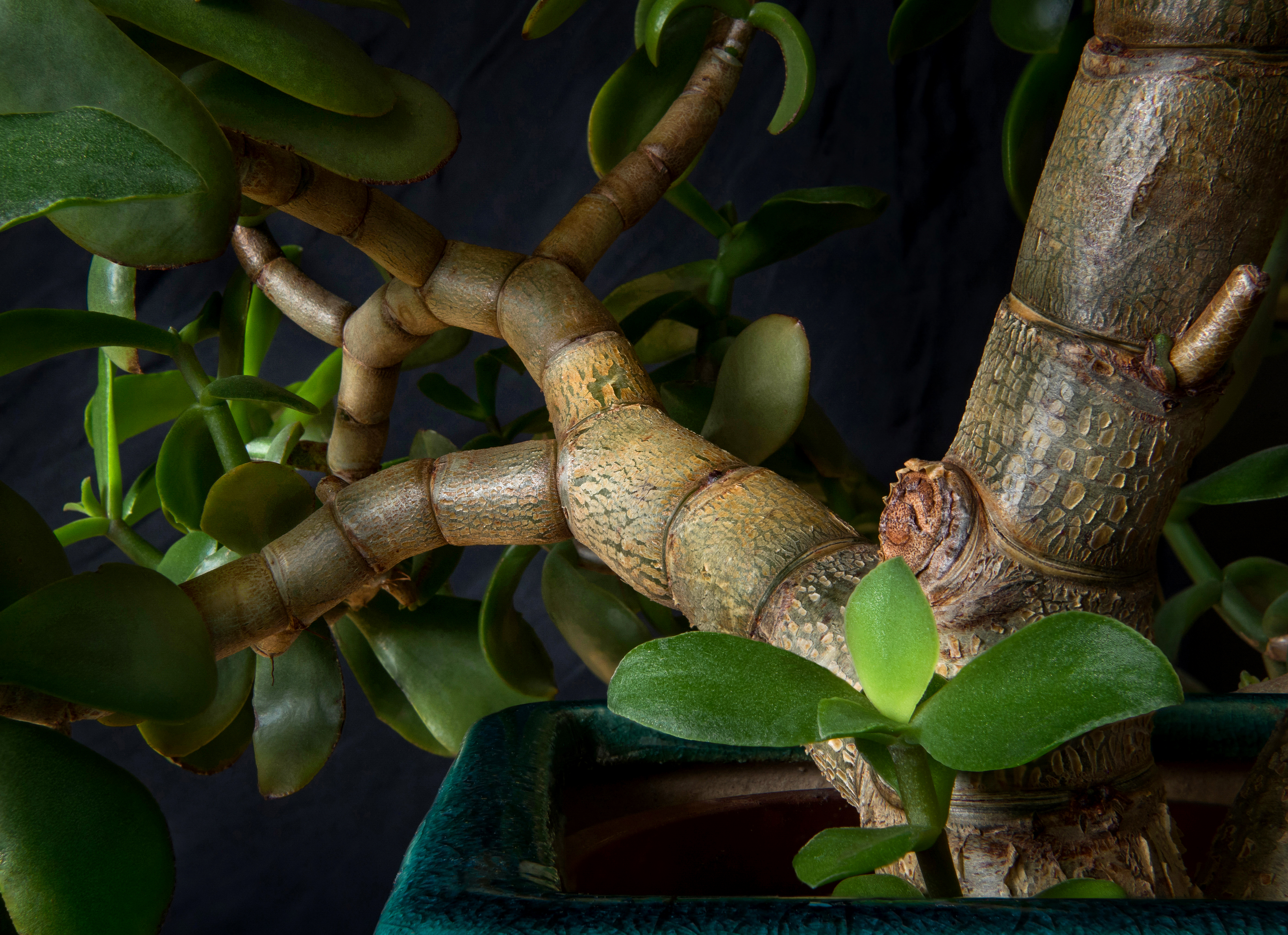 Free download high resolution image - free image free photo free stock image public domain picture -Inside the branches of a jade plant