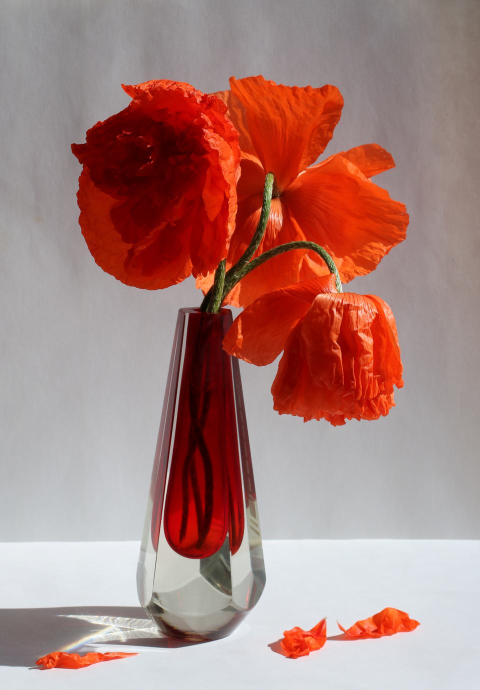 Free download high resolution image - free image free photo free stock image public domain picture  A bouquet of poppies (Papaver orientale)