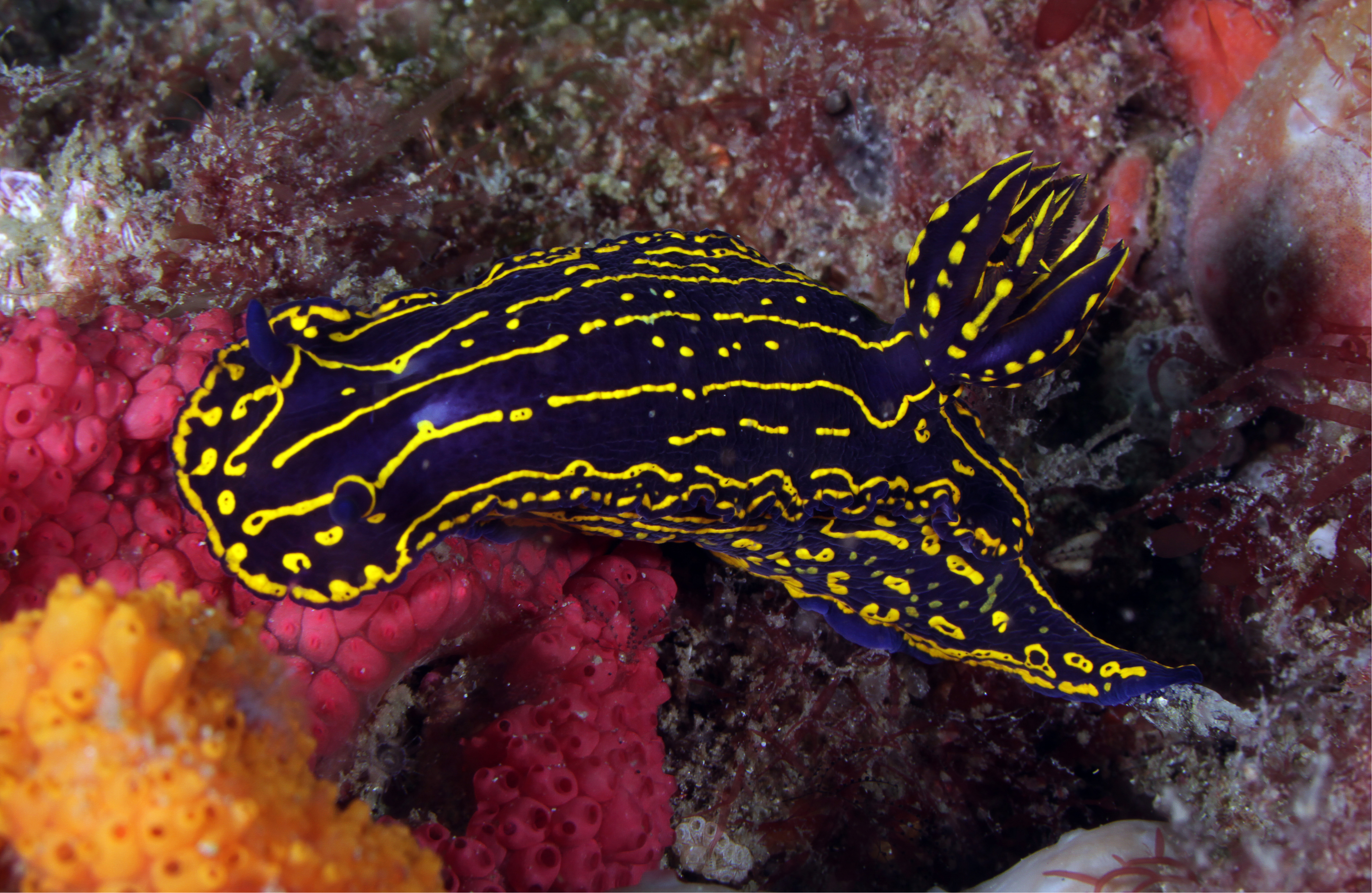 Free download high resolution image - free image free photo free stock image public domain picture -Regal Sea Goddess Nudibranch