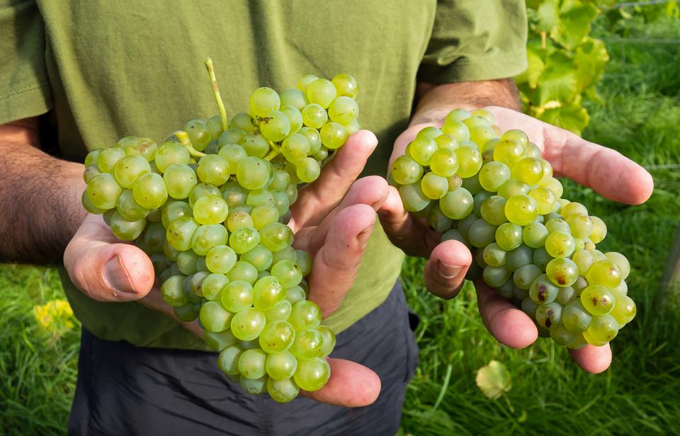 Free download high resolution image - free image free photo free stock image public domain picture  the grape harvest in his Lysekil vineyard