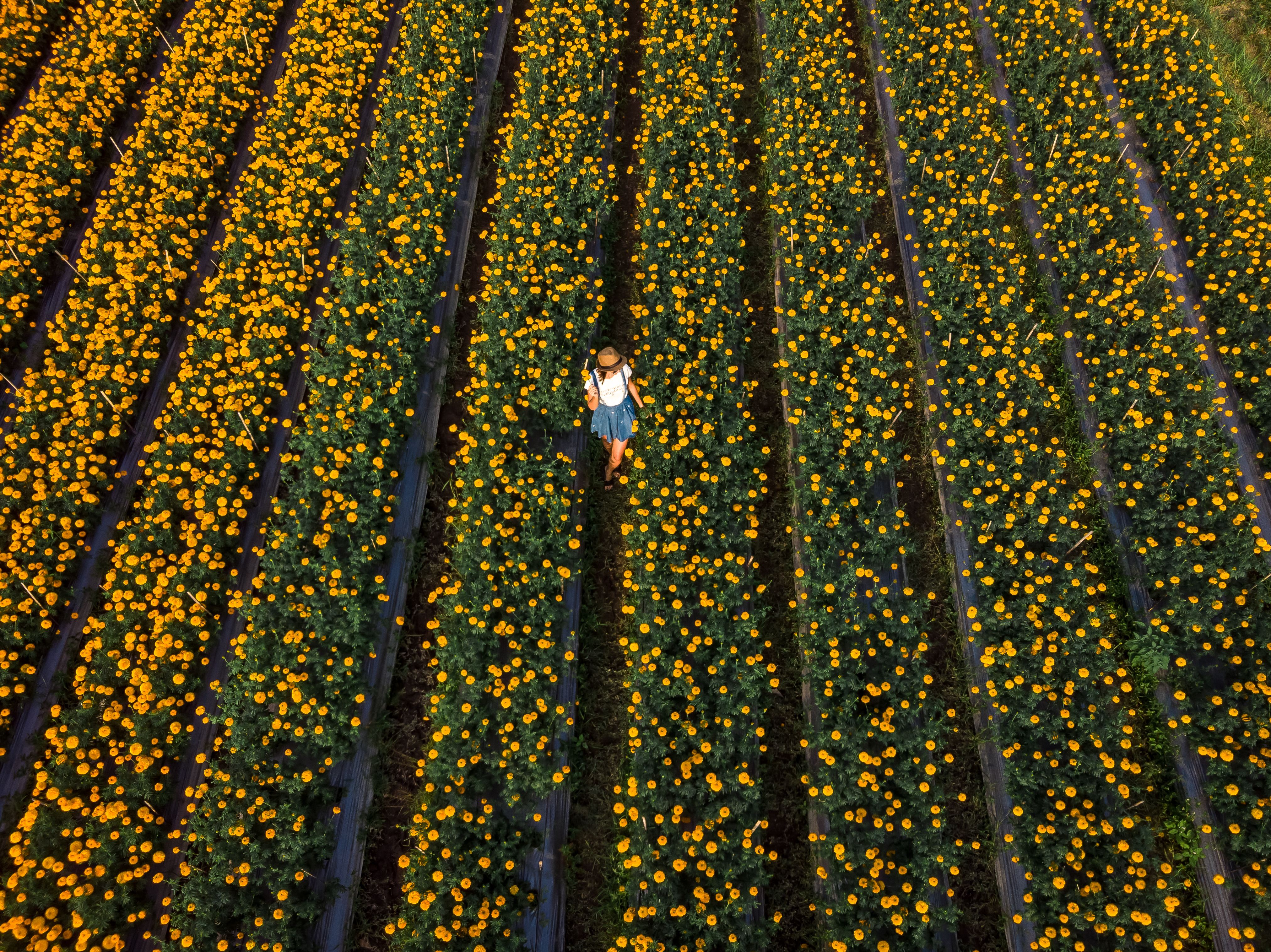 Free download high resolution image - free image free photo free stock image public domain picture -Aerial view of woman on a marigold field