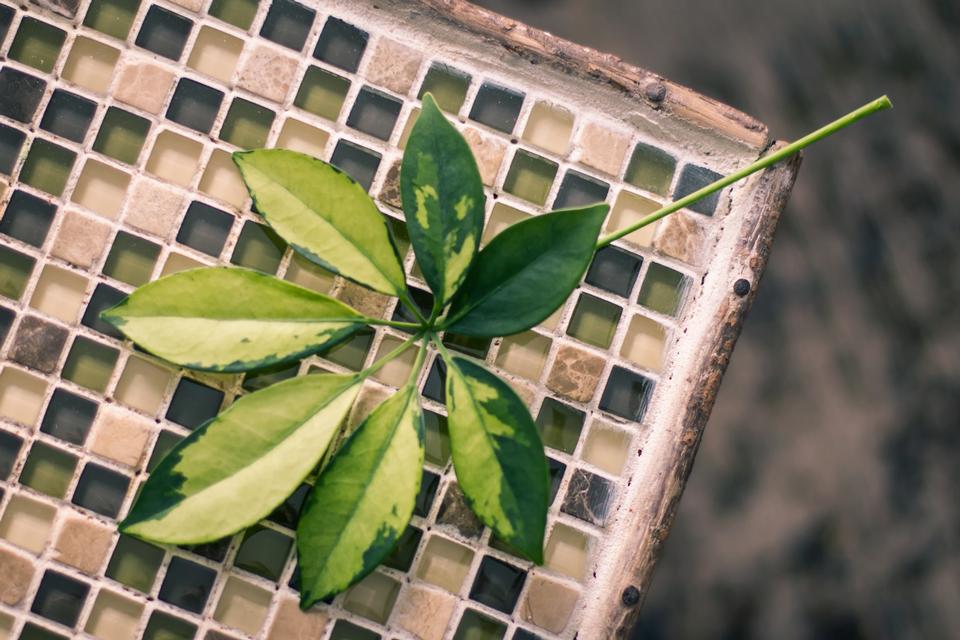 Free download high resolution image - free image free photo free stock image public domain picture  Leaves on an old tiled table