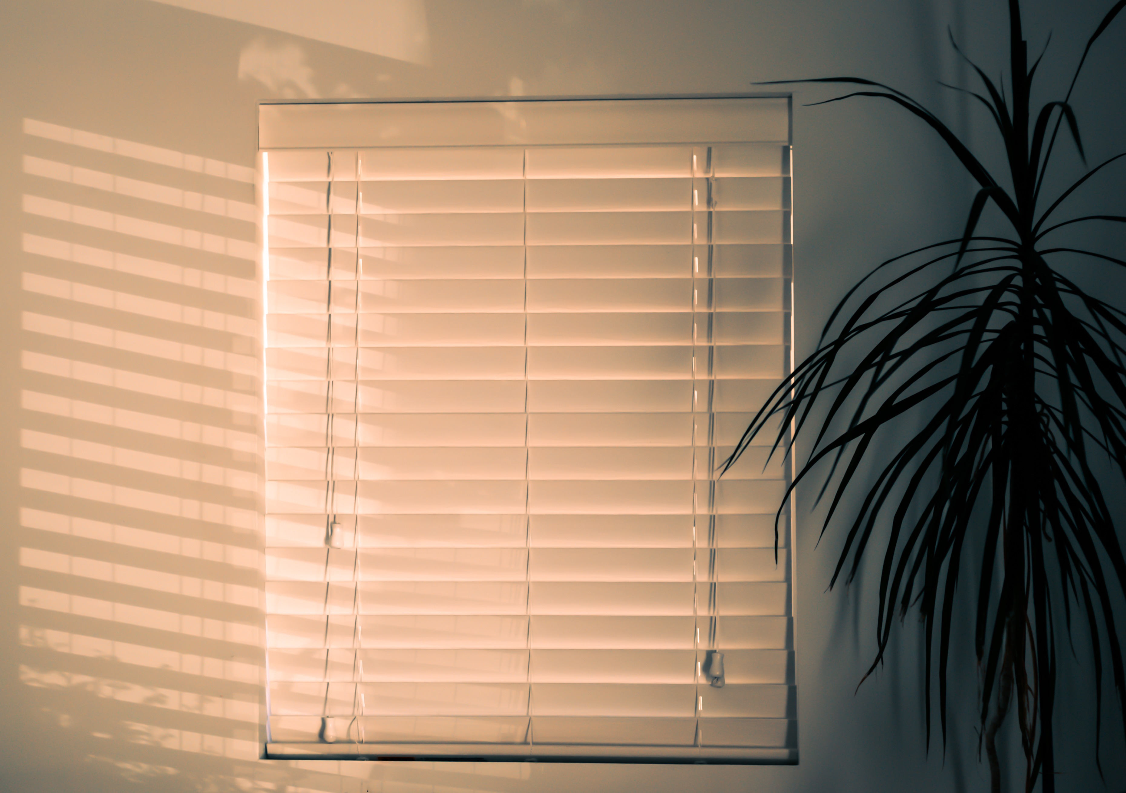 Free download high resolution image - free image free photo free stock image public domain picture -blinds, shadow and house plant