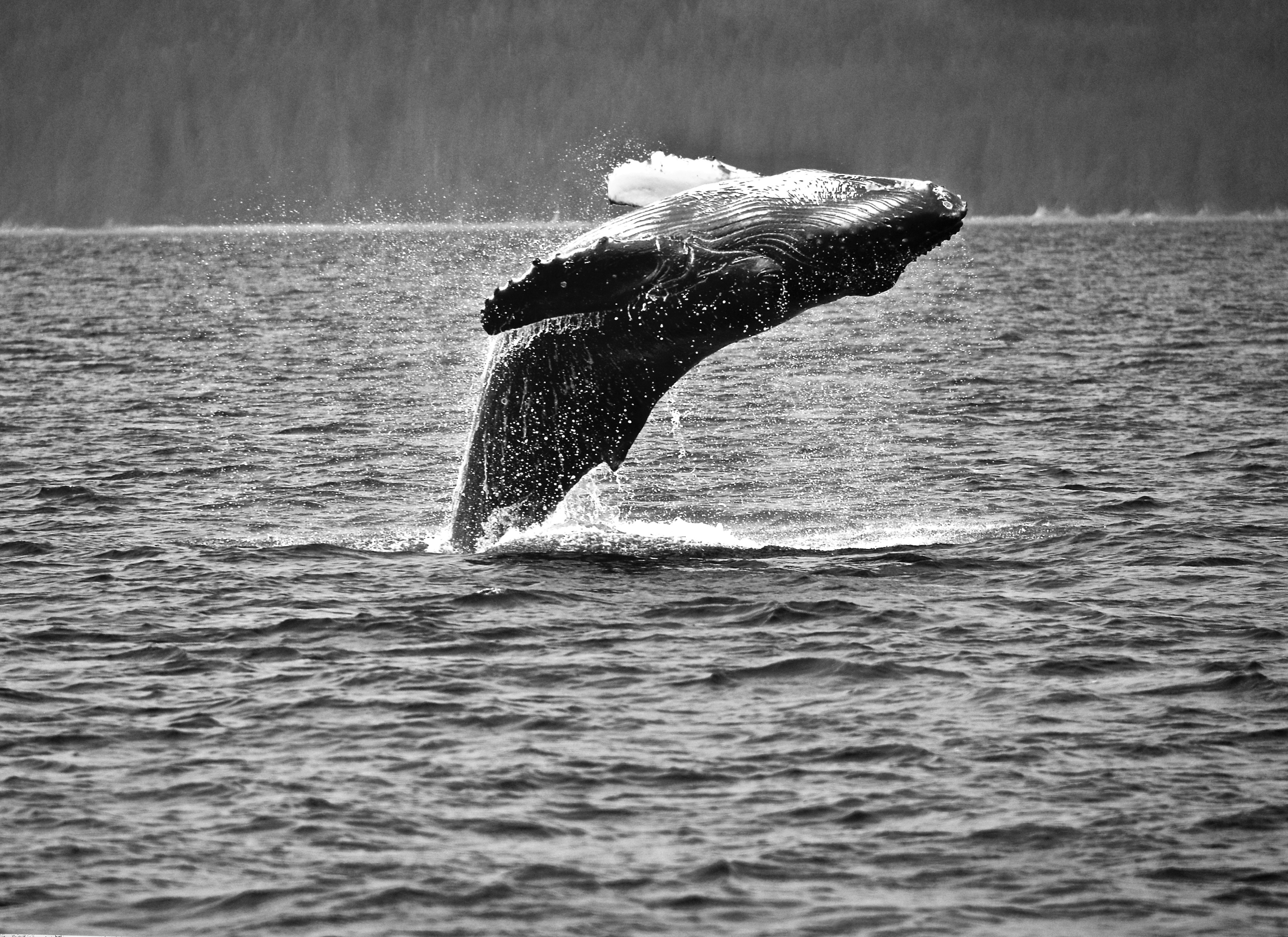 Free download high resolution image - free image free photo free stock image public domain picture -Breaching whale off