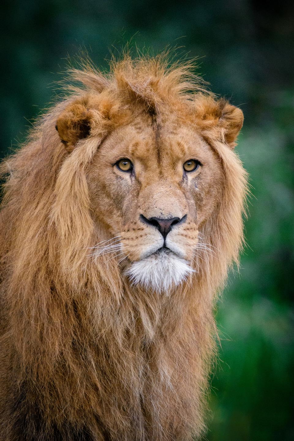 Free download high resolution image - free image free photo free stock image public domain picture  The Mighty Lion