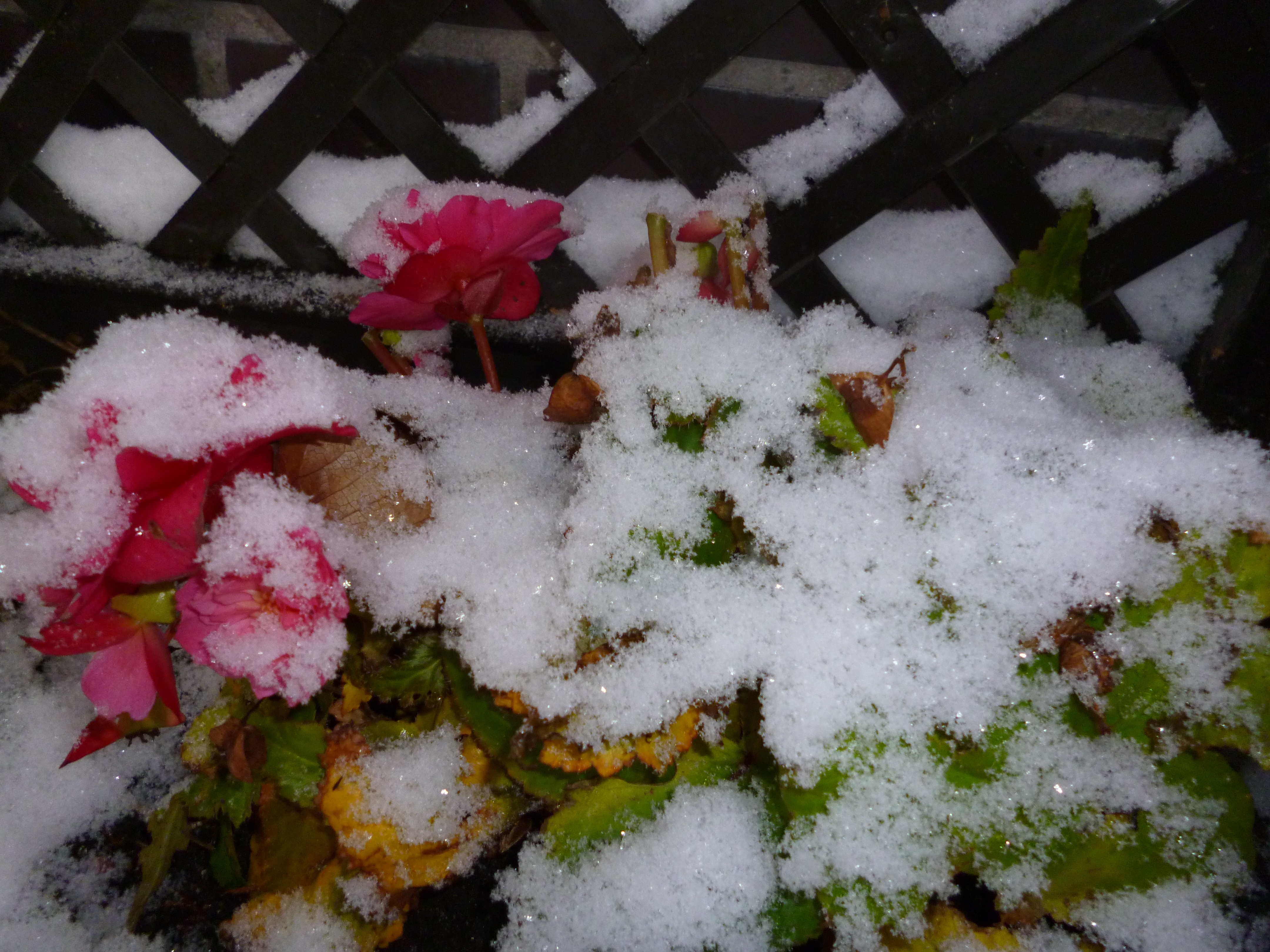 Free download high resolution image - free image free photo free stock image public domain picture -roses in snow