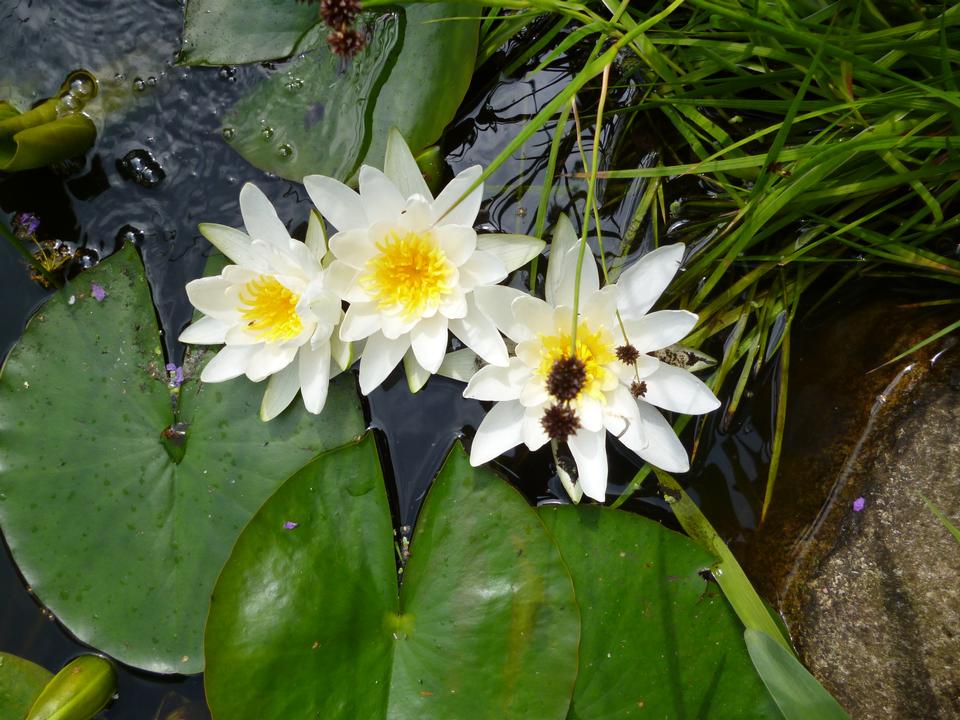 Free download high resolution image - free image free photo free stock image public domain picture  water lilies