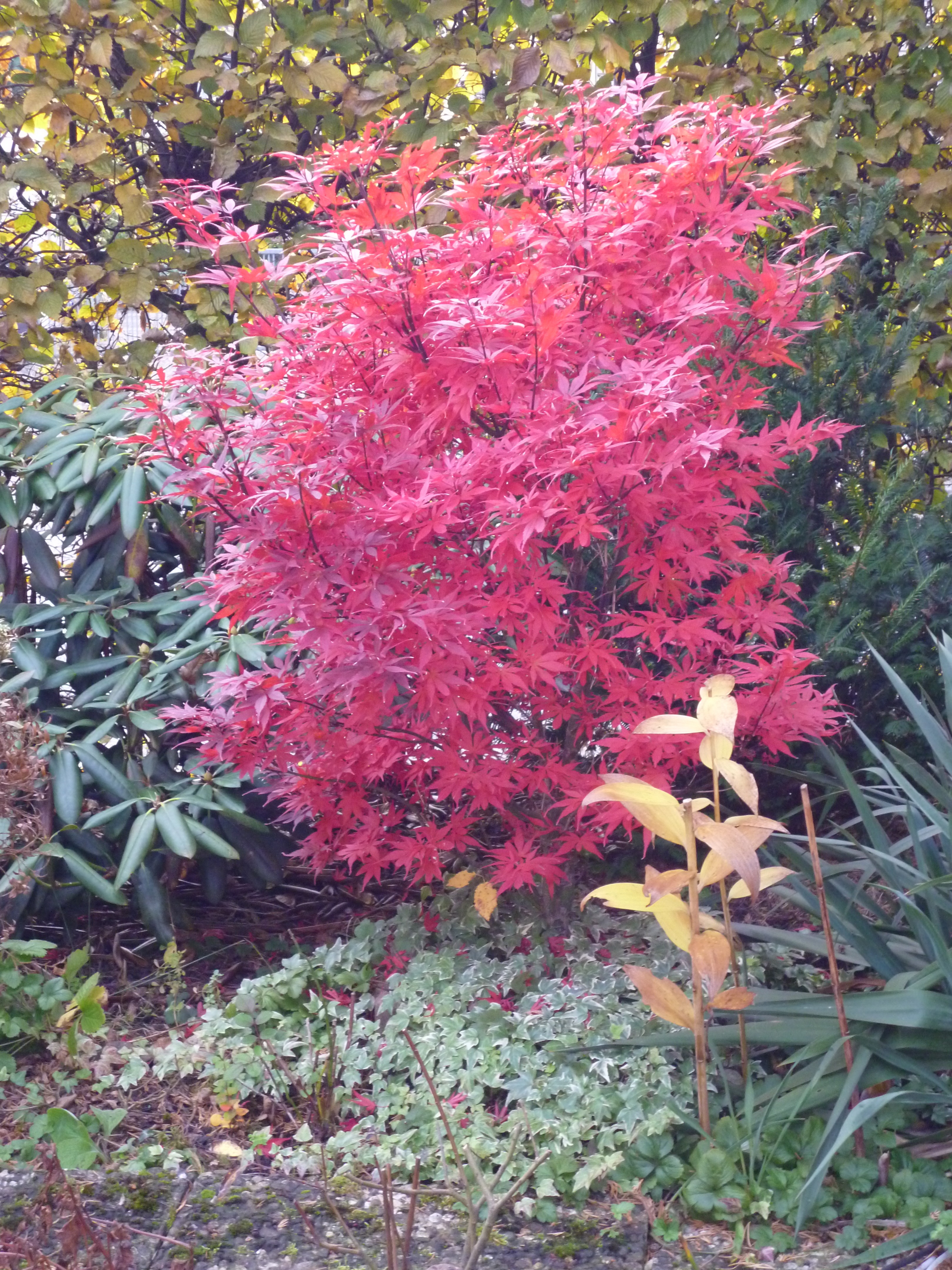 Free download high resolution image - free image free photo free stock image public domain picture -red maple