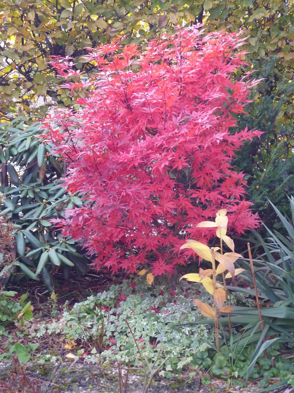 Free download high resolution image - free image free photo free stock image public domain picture  red maple