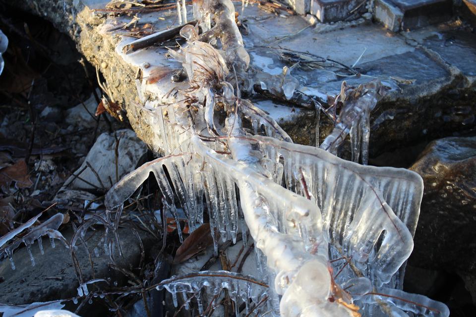 Free download high resolution image - free image free photo free stock image public domain picture  Iced Branch